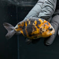 Ranchu Calico 2.5"-3" in. ID#724R4A-024