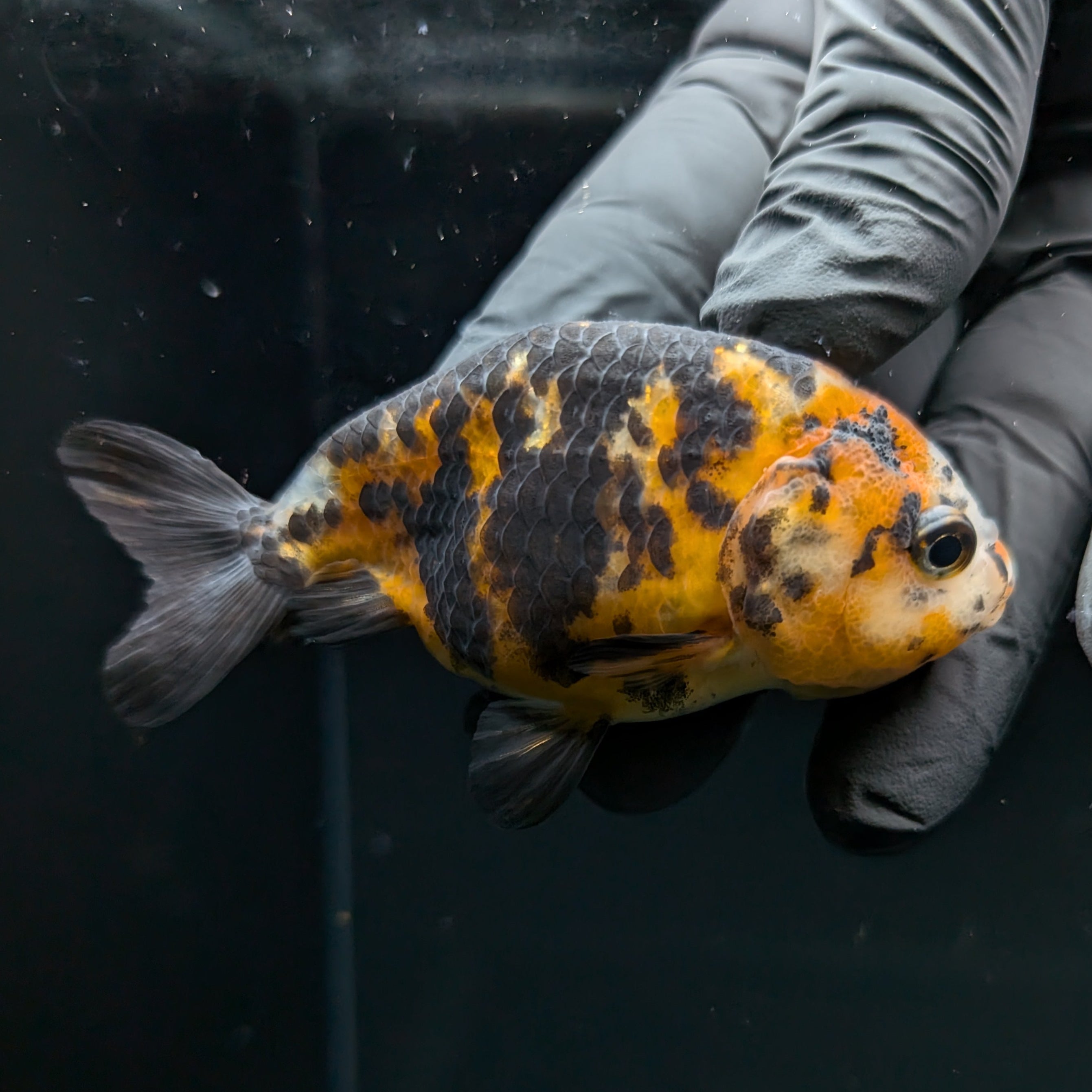 Ranchu Calico 2.5"-3" in. ID#724R4A-024