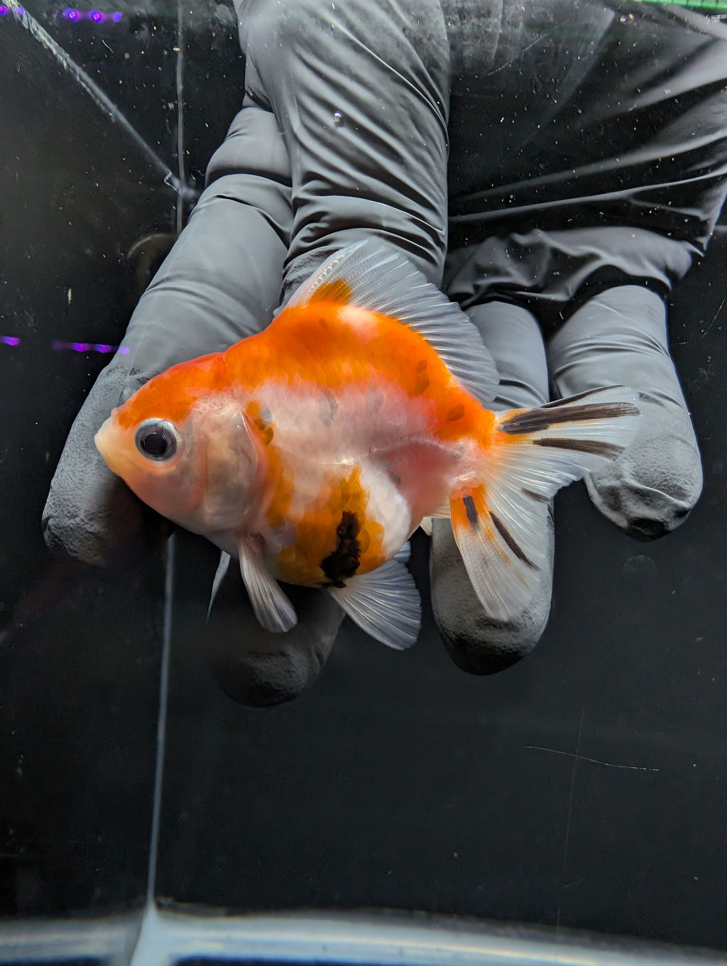Baby Thai Shogun Oranda Tricolor 2"-2.5" in. ID#1016BSG11A-010