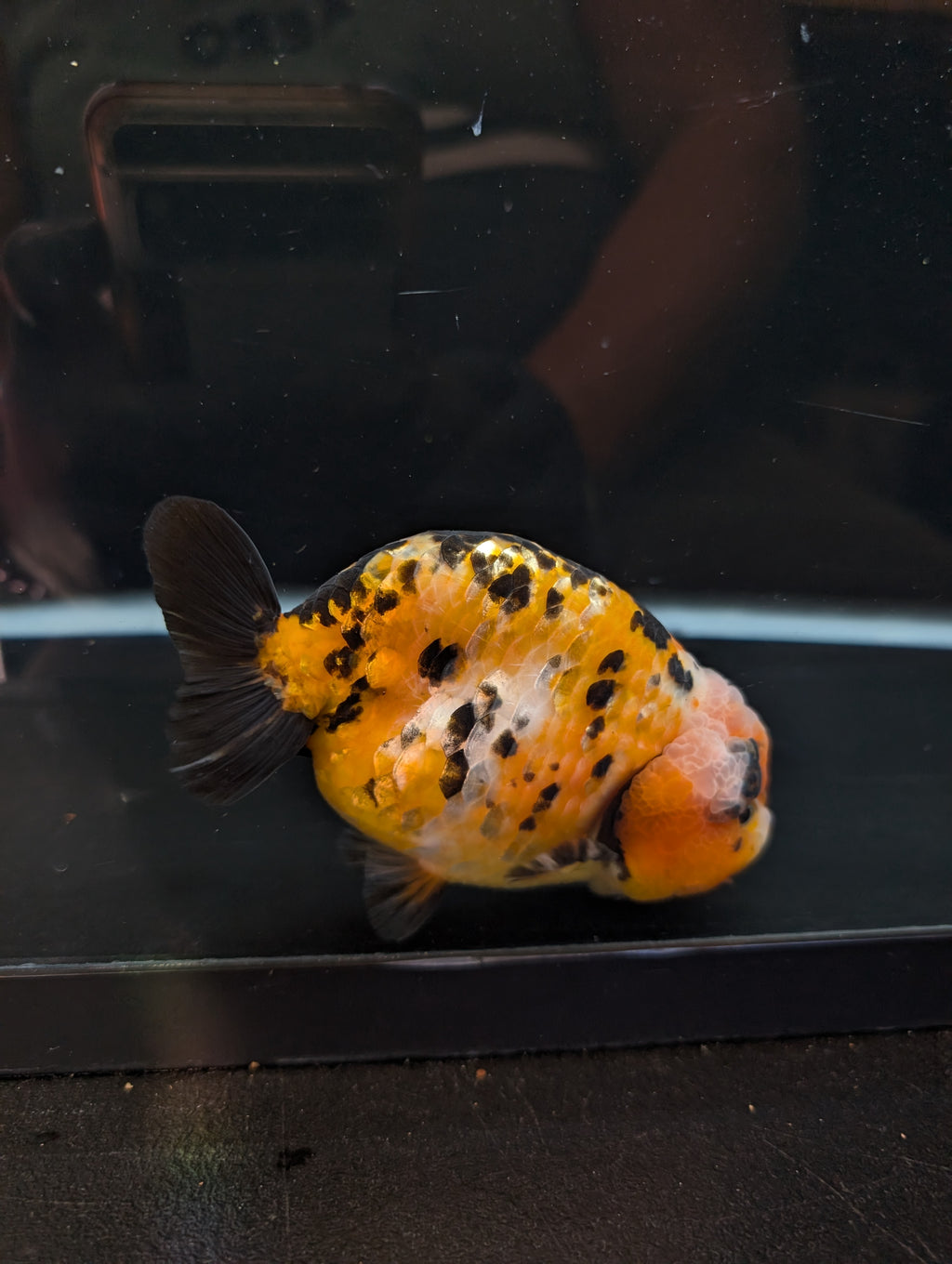 Jumbo Ranchu Calico 4.5"-5" in. ID#821R8A-033