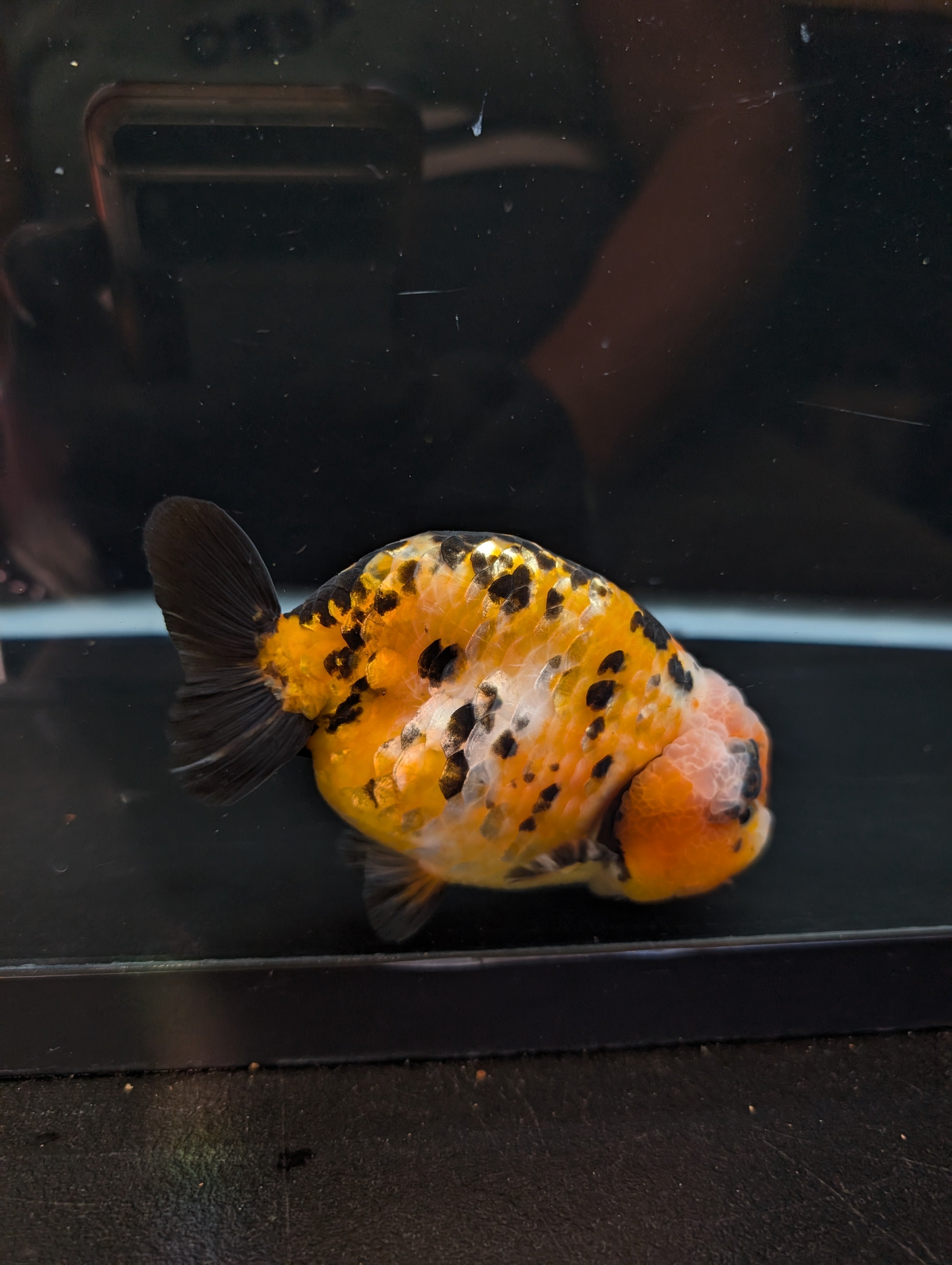 Jumbo Ranchu Calico 4.5"-5" in. ID#821R8A-033