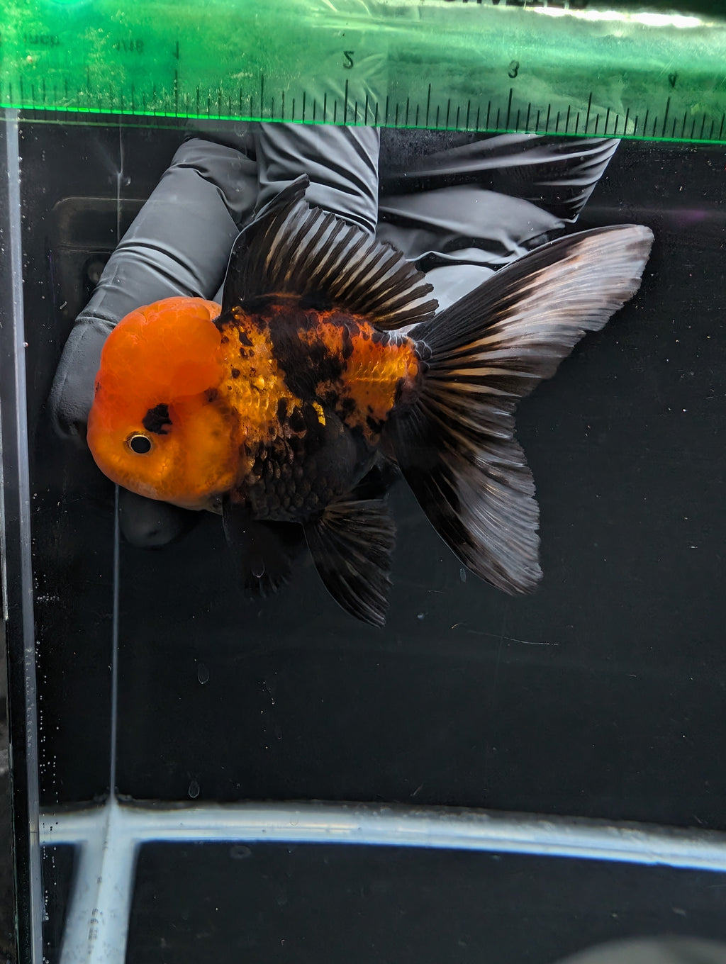 Thai Oranda Tricolor 4"-4.5"in.  ID#1023T1A-027