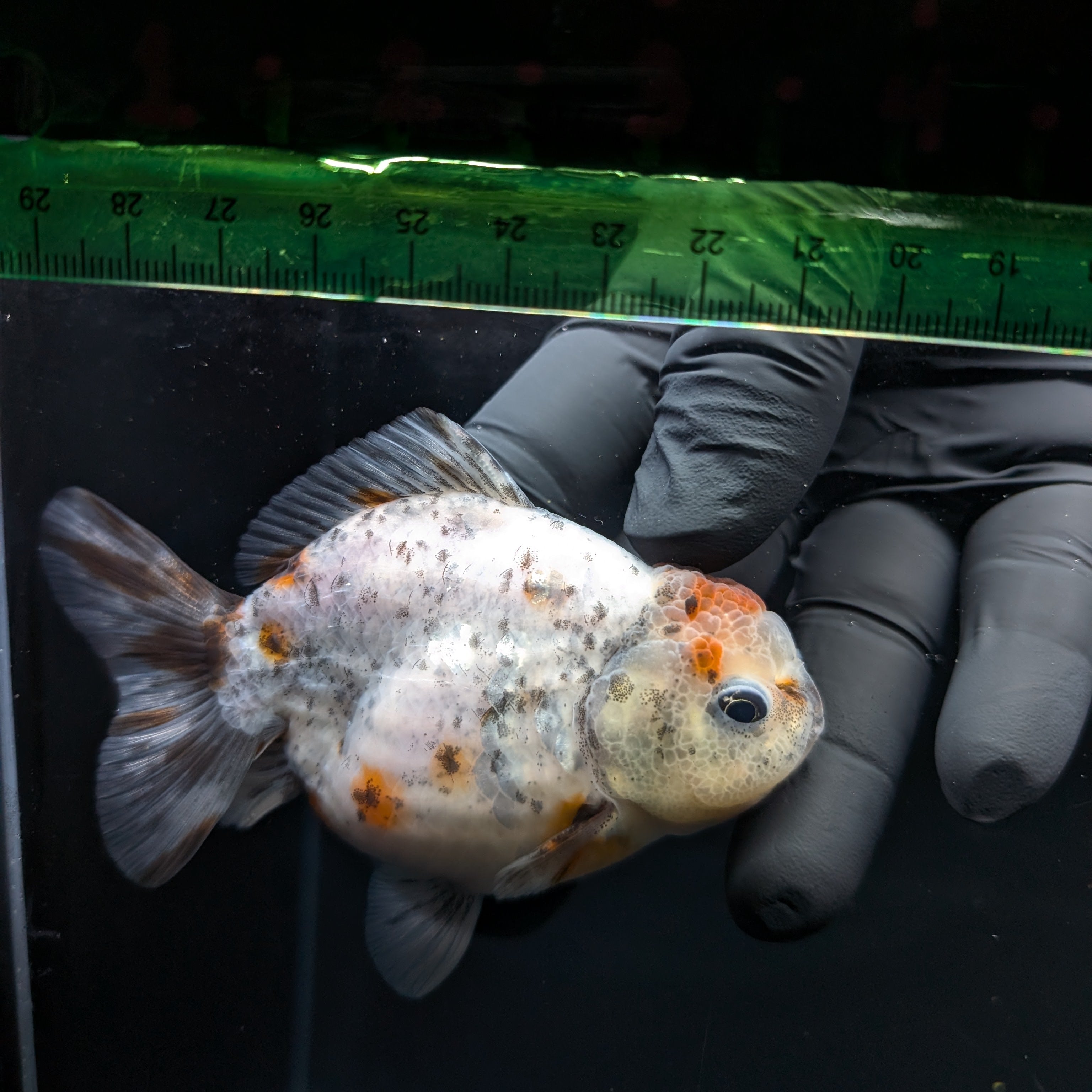 Thai Oranda Shogun Calico 4" in. ID#703SG7A-010