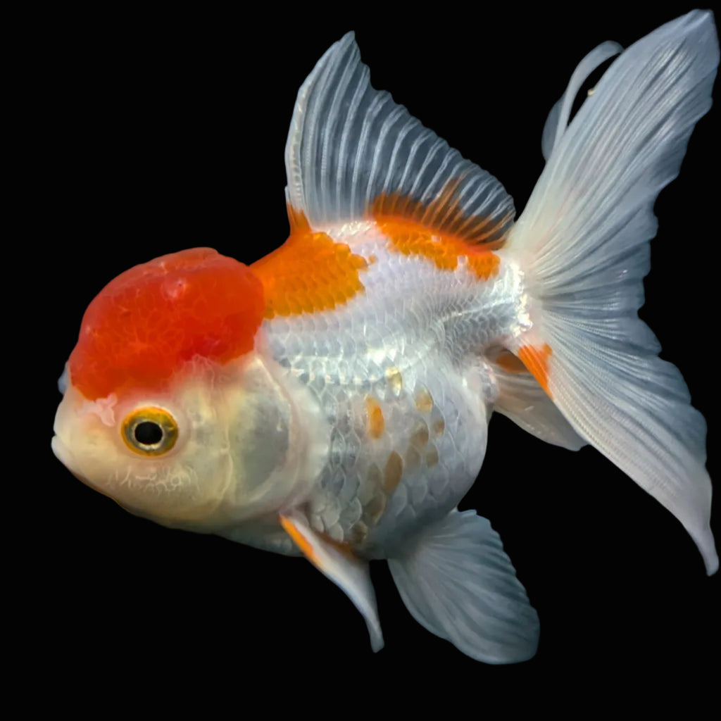 Jumbo Oranda Red White 6.5"-7"in.  ID#612T4B-012