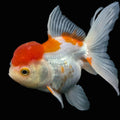 Jumbo Oranda Red White 6.5"-7"in.  ID#612T4B-012