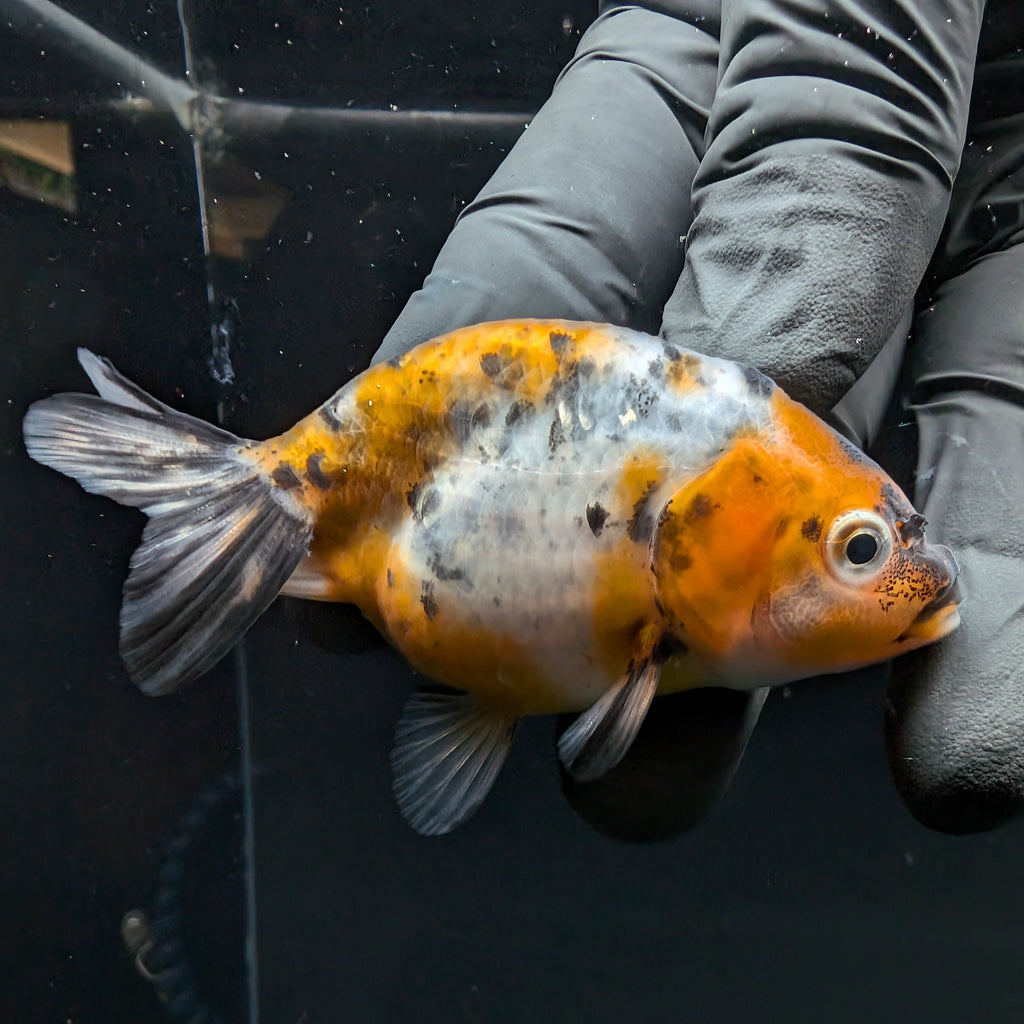 Ranchu Calico 2.5"-3" in. ID#717R4A-006
