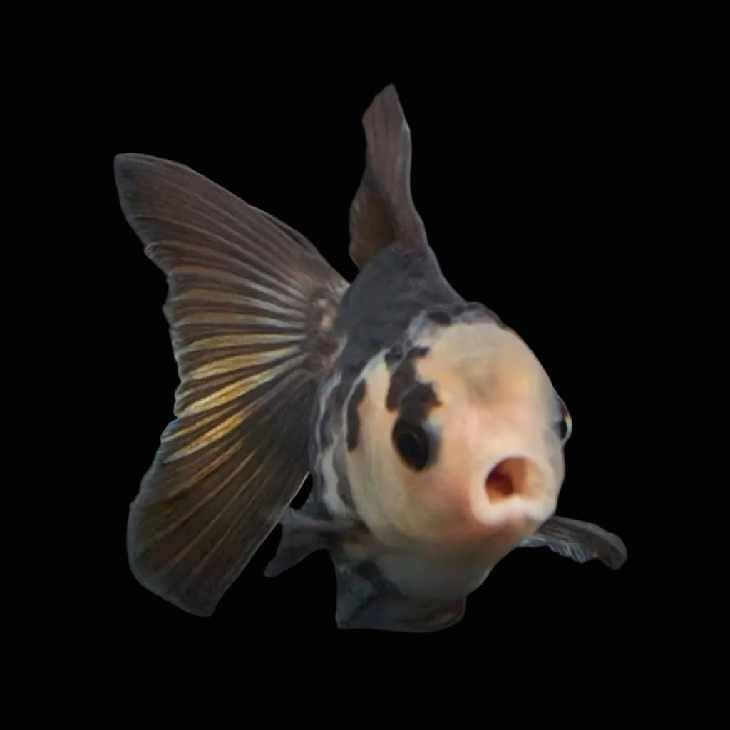 Thai Baby Oranda Panda 3"in.  ID#807T1A-005