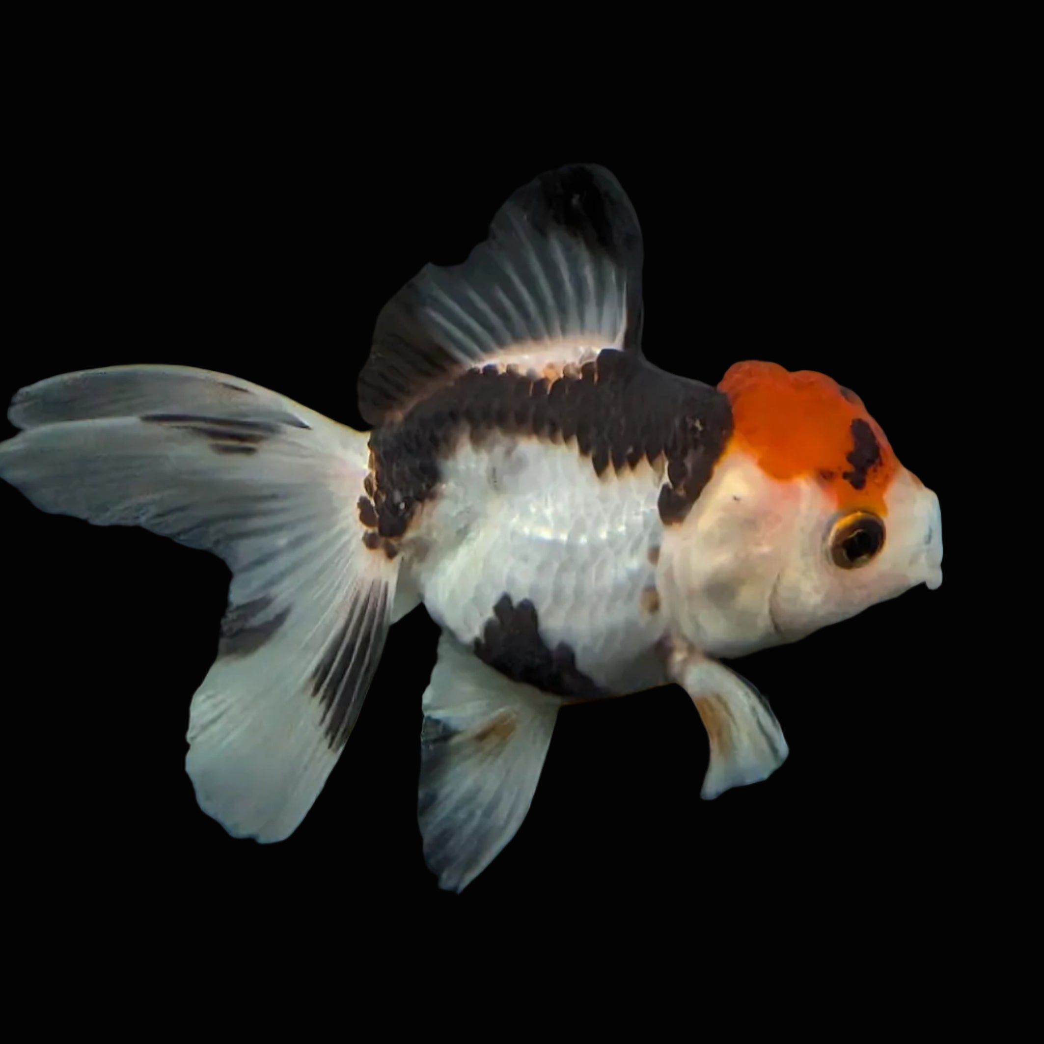 Thai Juvenile Oranda Tricolor 3"-3.5" in.  ID#626T1A-005
