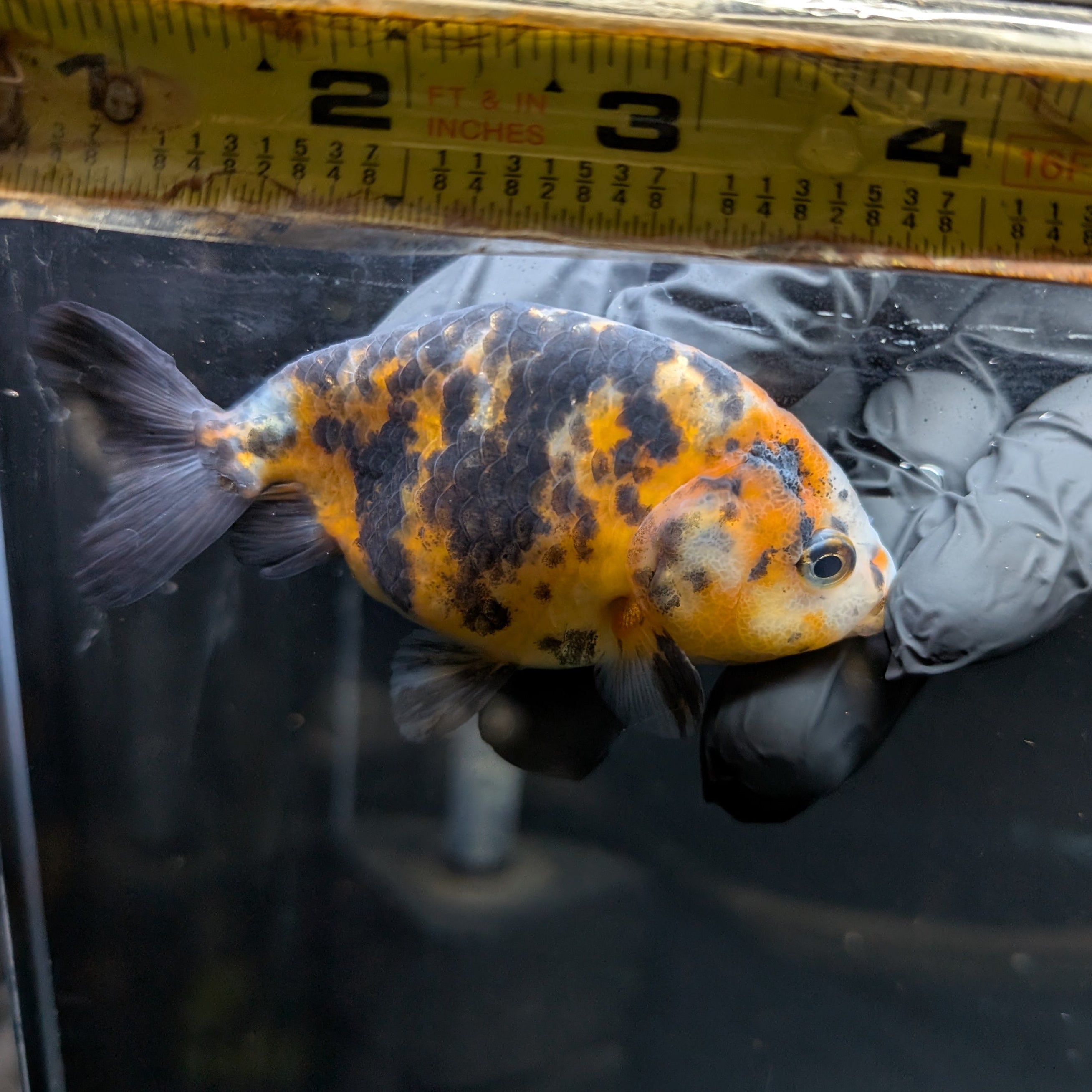 Ranchu Calico 3"-3.5" in. ID#417R13A-002