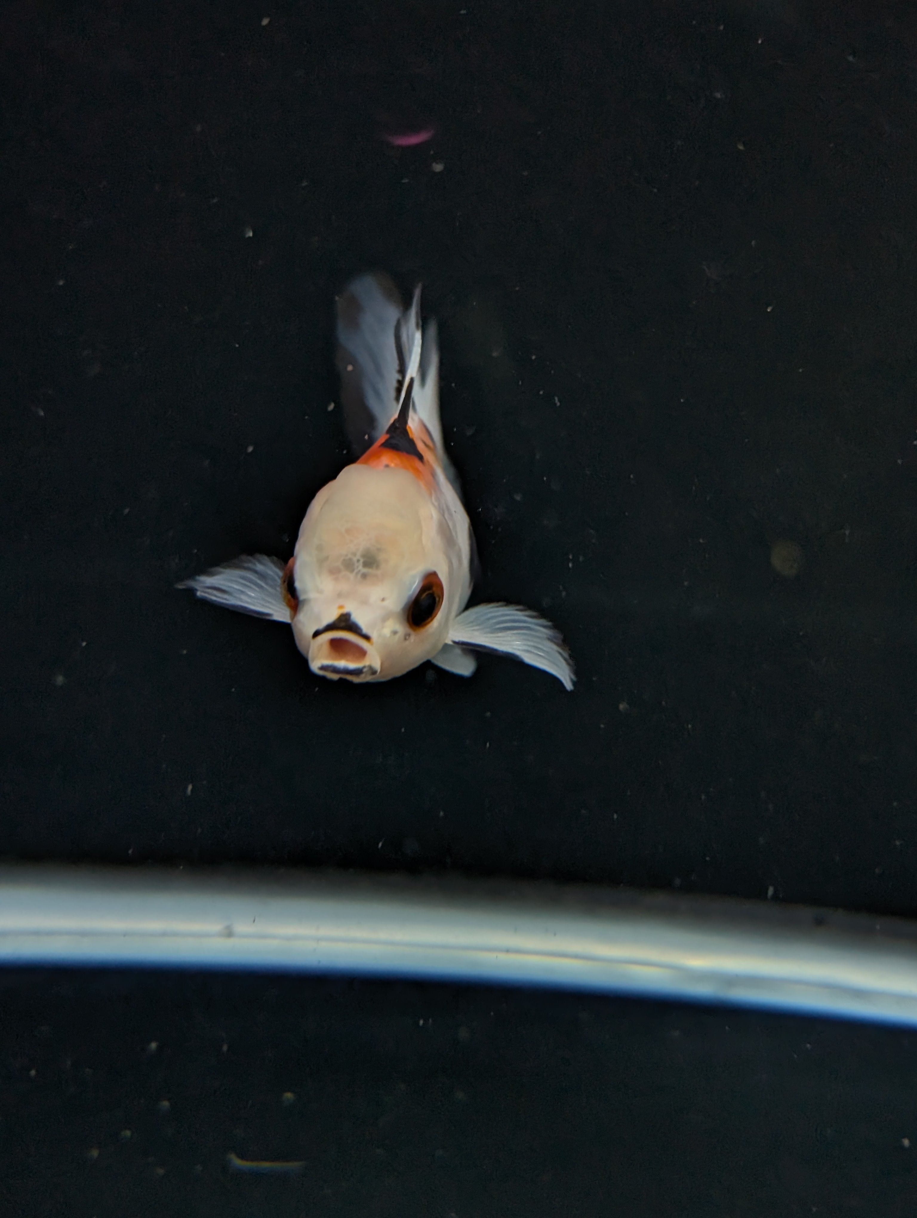 Juvenile Oranda  Tricolor 3"-3.5"in.  ID#619T1A-005
