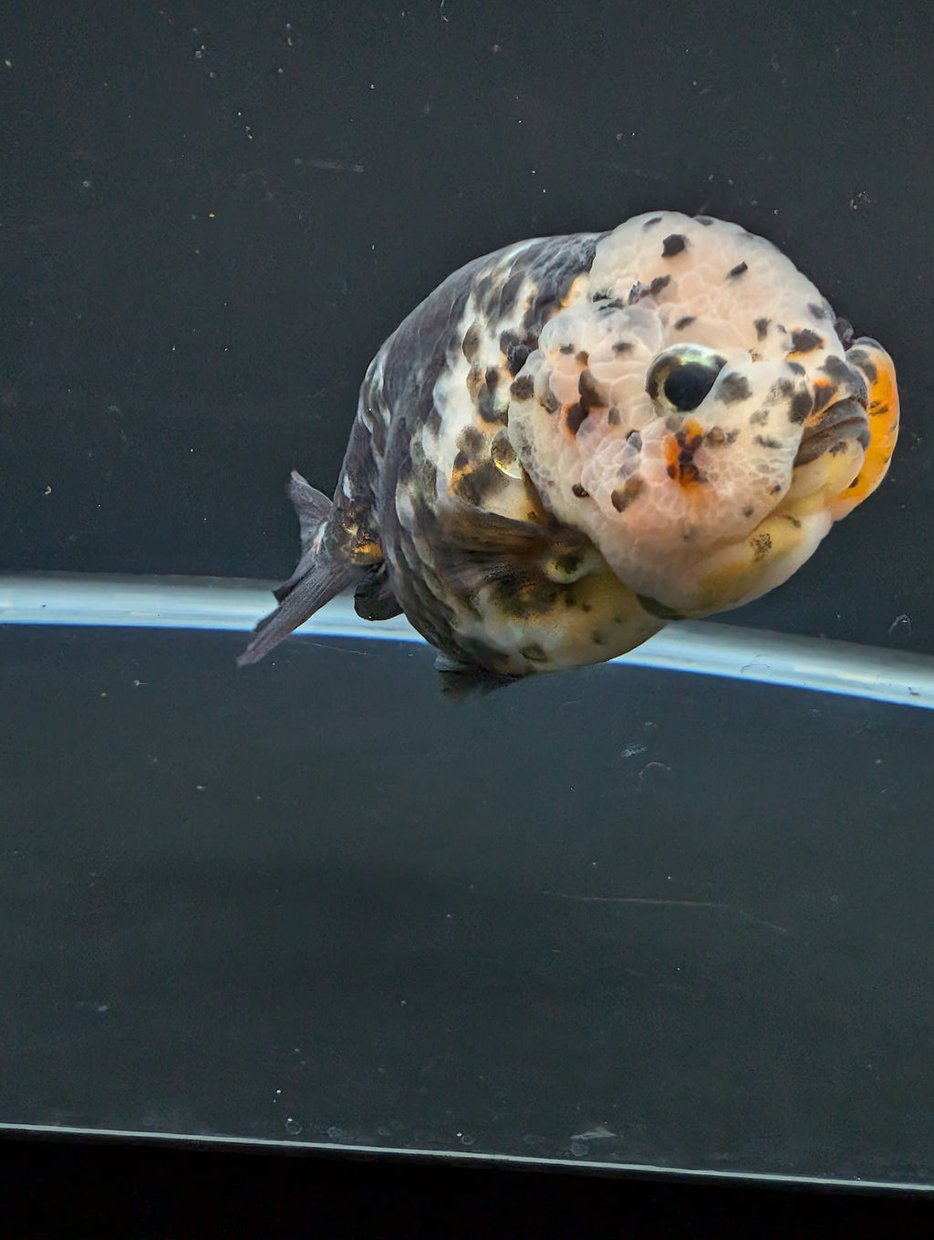Jumbo Ranchu Heavy Ink Calico 4"-4.5" in. ID#918R8A-071