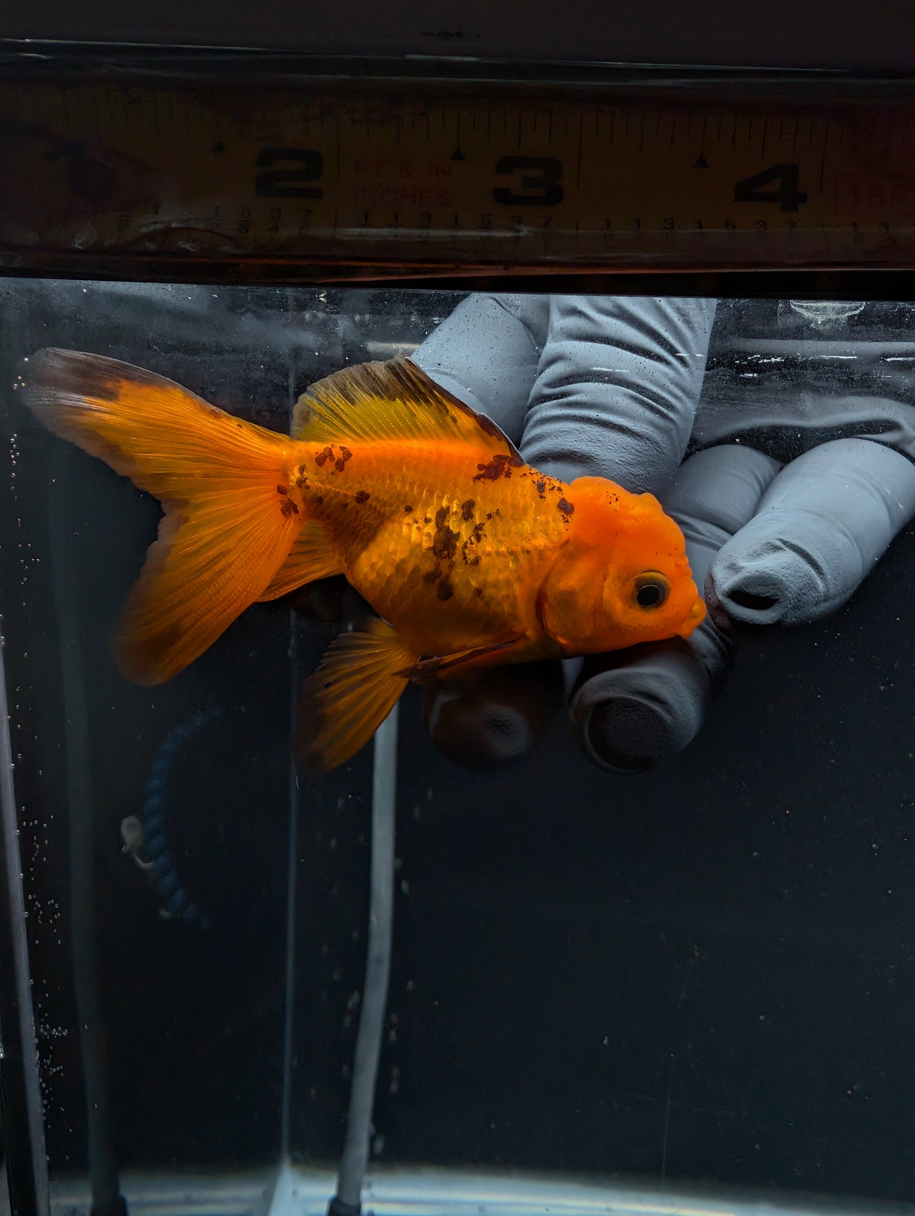 Juvenile Oranda Red Black 3"-3.5"in.  ID#529T1A-051