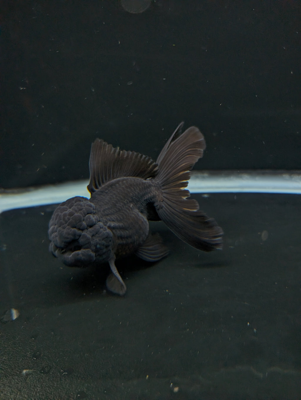 Thai Oranda Godzilla Black 3.5"-4"in.  ID#1023T1A-028