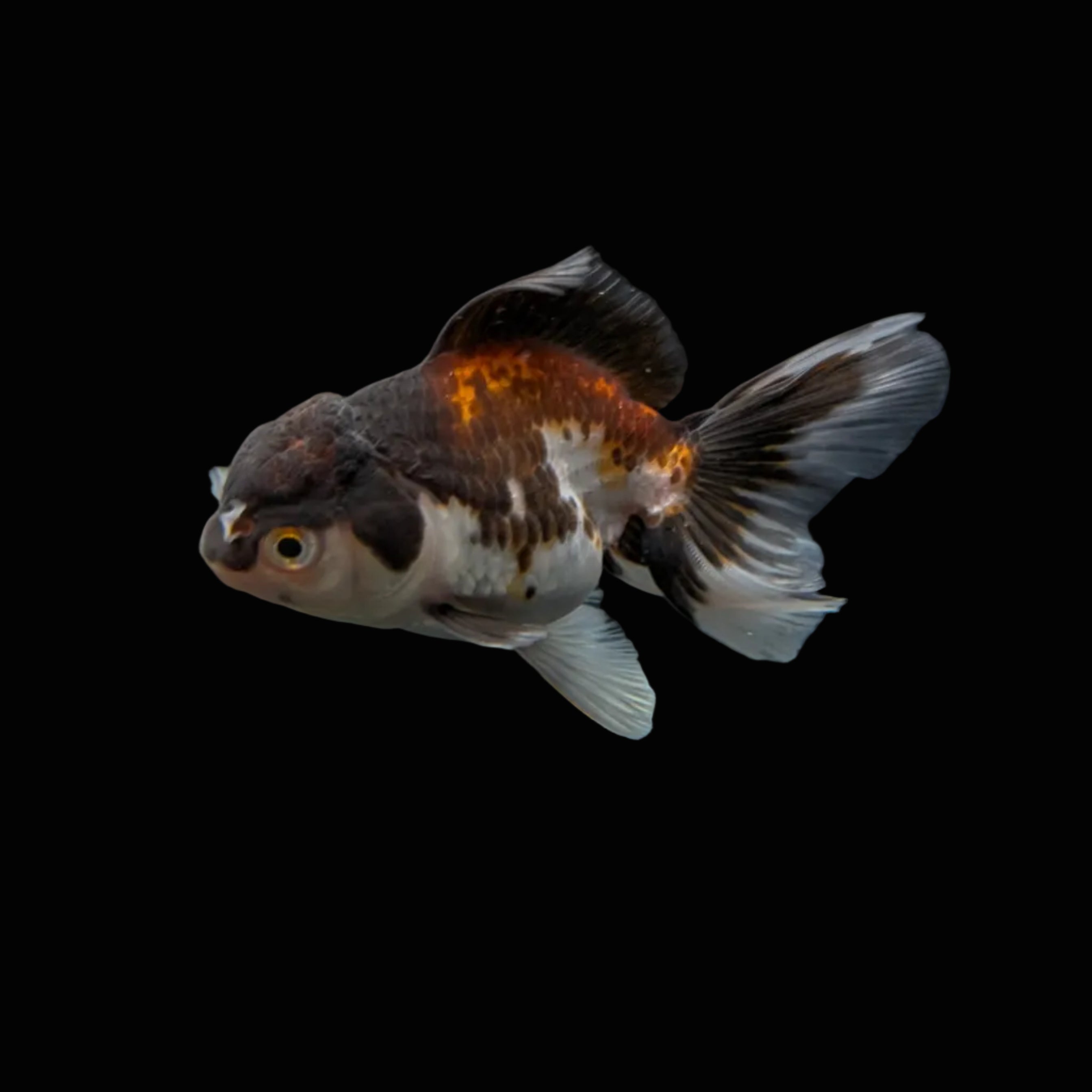 Juvenile Oranda Panda  3.5"-4" in.  ID#327T13b-040