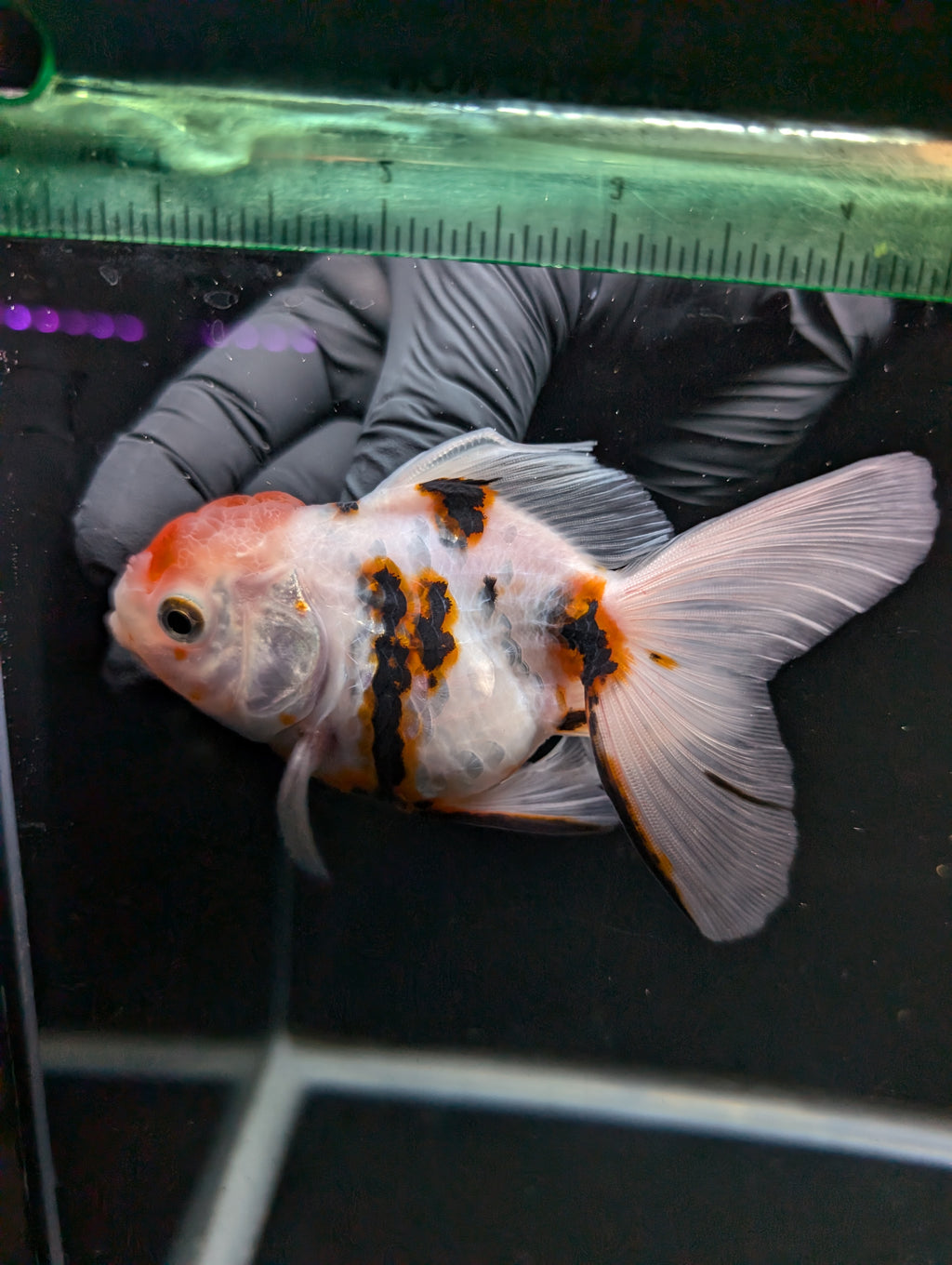 Thai Oranda White Tiger Calico 4"-4.5"in.  ID#1016T1A-002