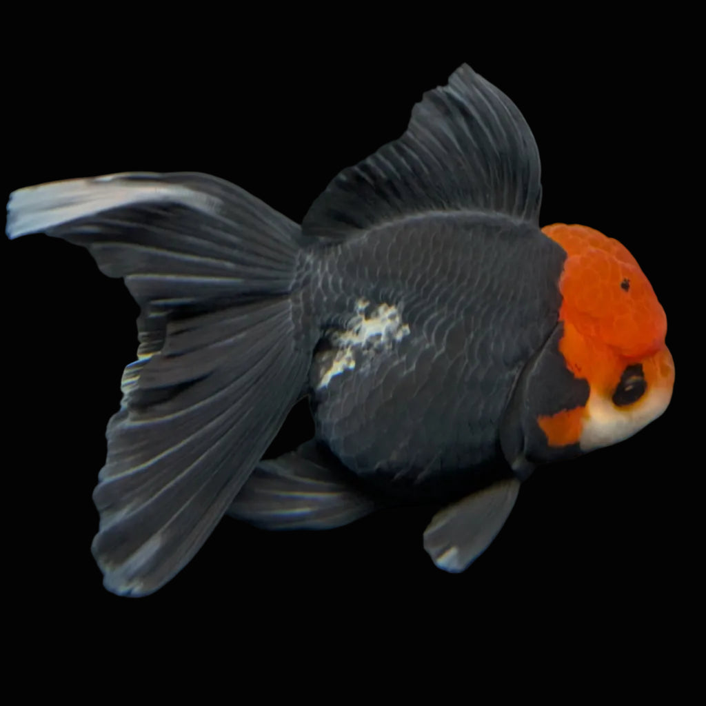 Thai Oranda Tricolor  4.5"-5"  ID#718T5B-004