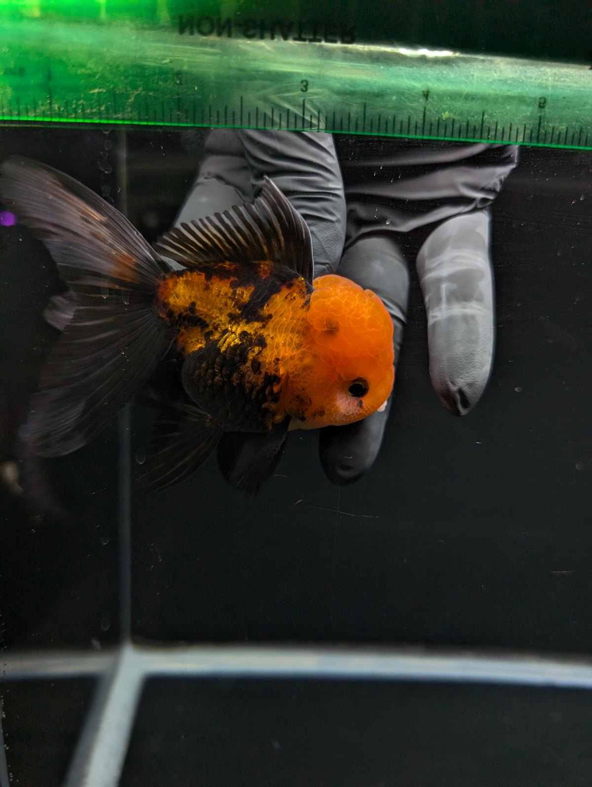Thai Oranda Tricolor 4"-4.5"in.  ID#1023T1A-027