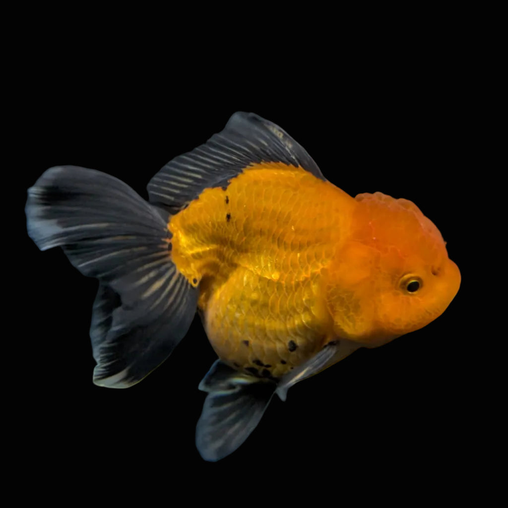 Thai Oranda Red Black  4.5"-5"  ID#718T5B-005