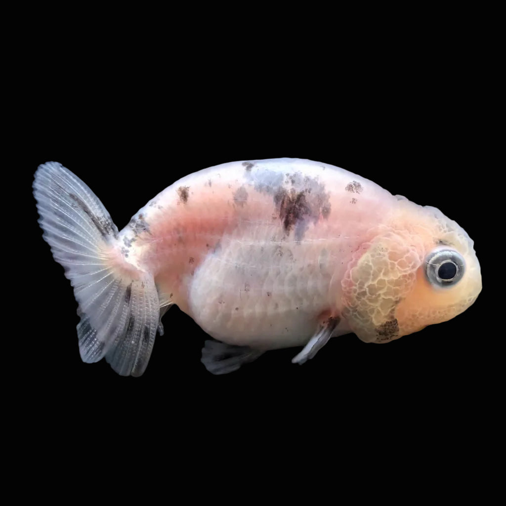 Baby Ranchu  Calico 2"-2.5" in. ID#508R3A-012