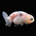 Baby Ranchu  Calico 2"-2.5" in. ID#508R3A-012