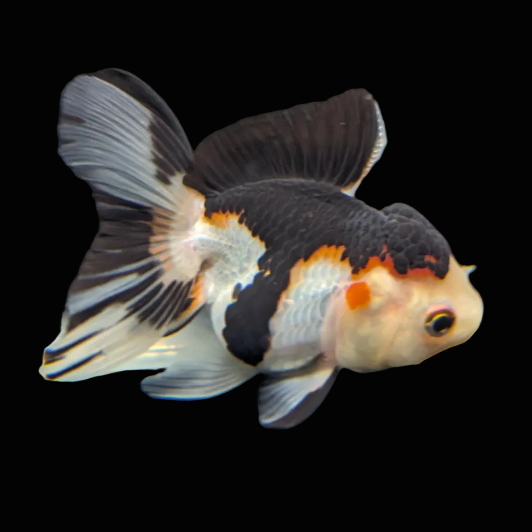 Juvenile Thai Oranda Tricolor Panda 3.5"in.  ID#821T1A-024