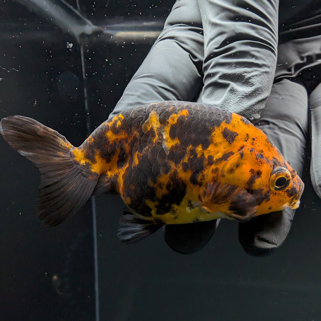 Ranchu Calico 2.5"-3" in. ID#724R4A-028