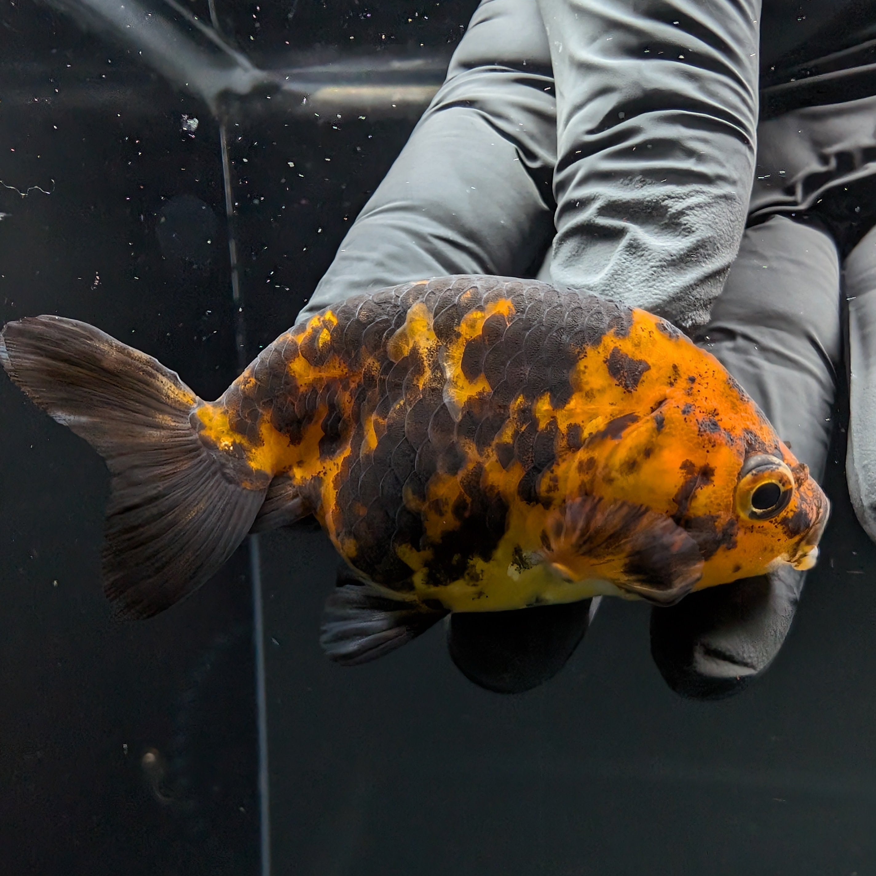 Ranchu Calico 2.5"-3" in. ID#724R4A-028