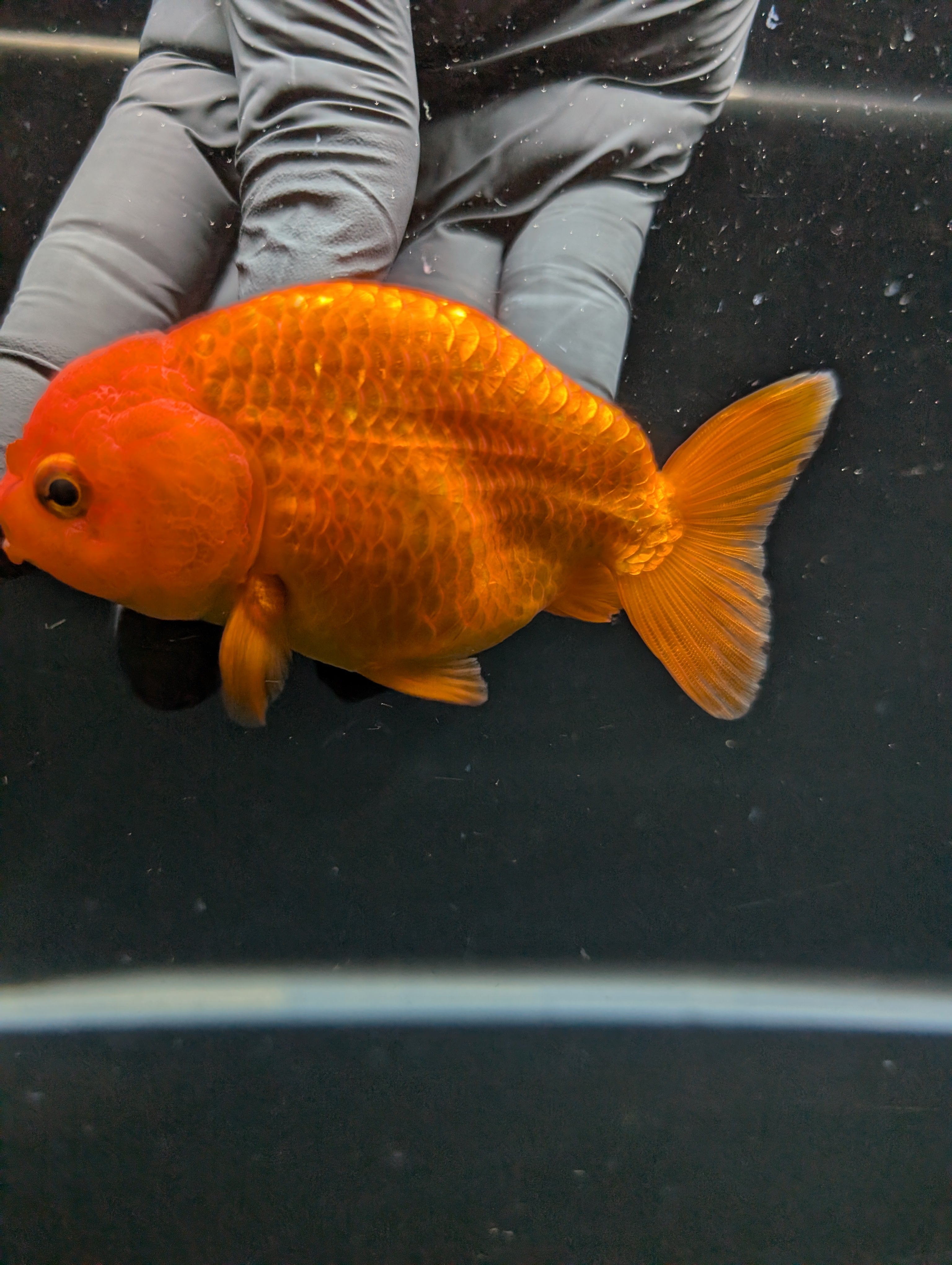 Ranchu Red White 4"in. ID#828R4A-026