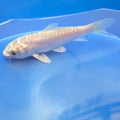 Doitsu Platinum Ogon Koi  4"in. ID#806BFK-018