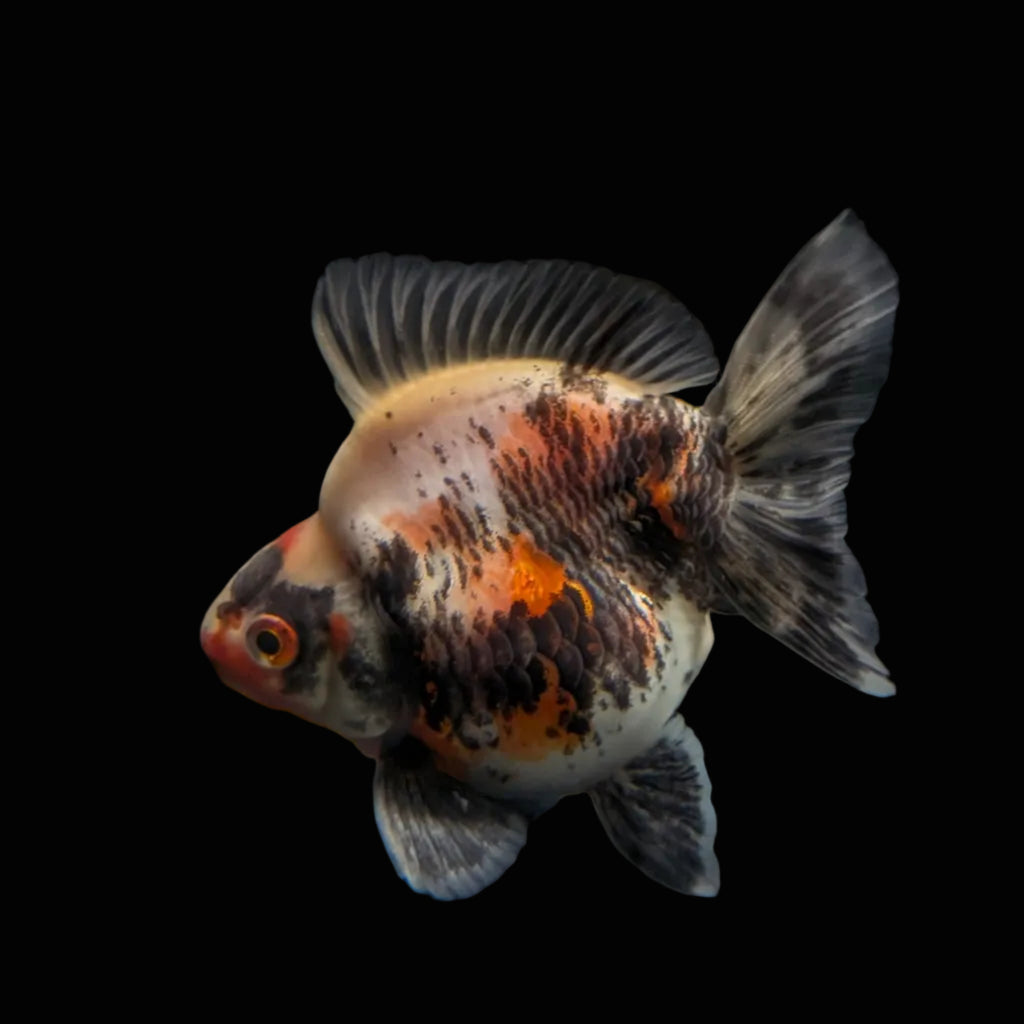 Jumbo Ryukin Short Tail Kirin Calico 4"-4.5" in. ID#3204B-003