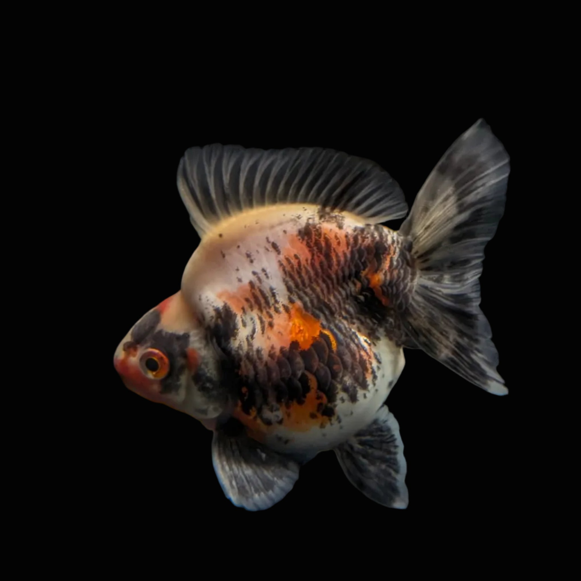 Jumbo Ryukin Short Tail Kirin Calico 4"-4.5" in. ID#3204B-003