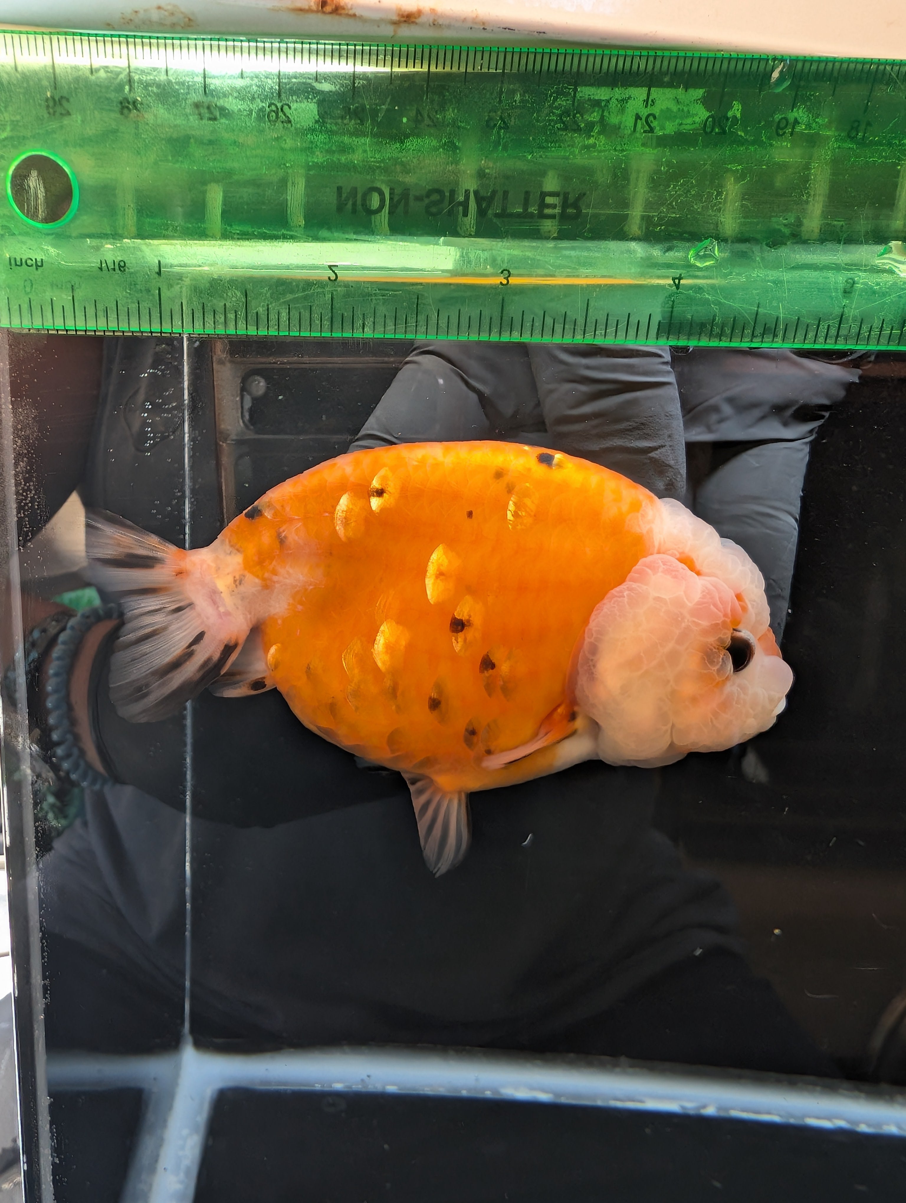 Jumbo Ranchu Sakura Calico 4.5"-5" in. ID#814R8A-022