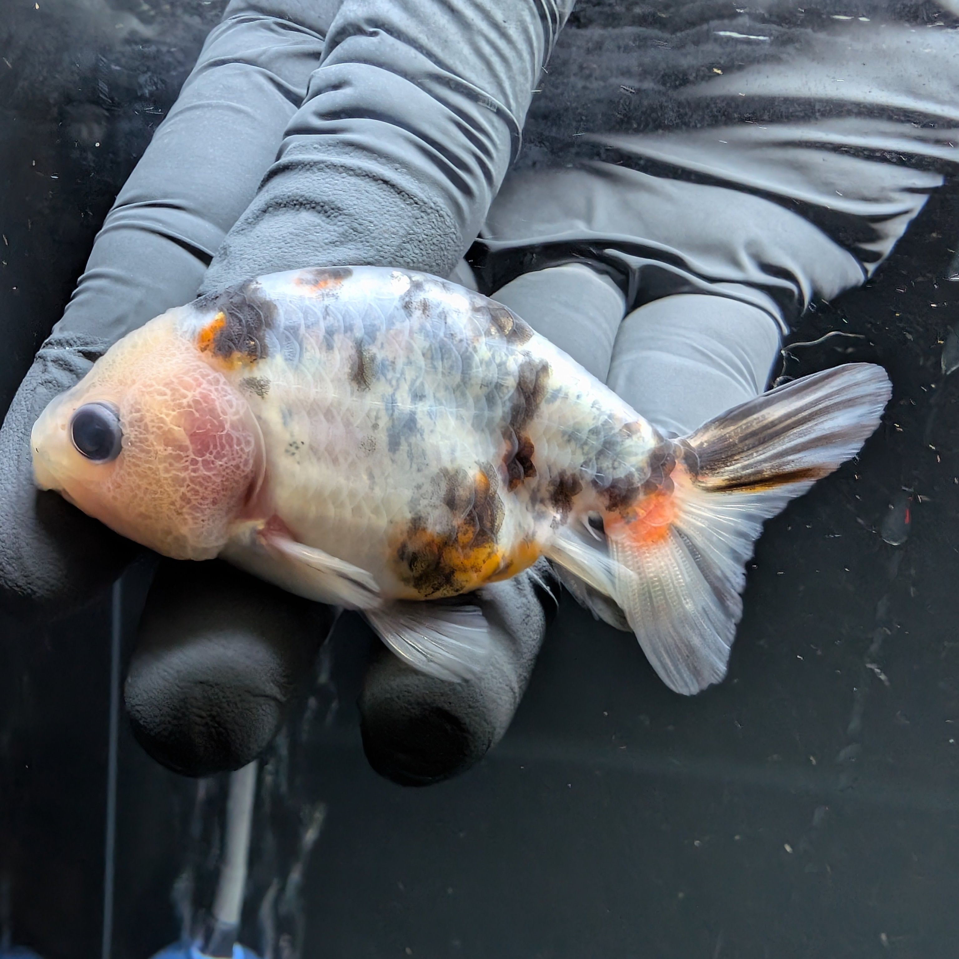Ranchu Calico 3"-3.5" in. ID#522R4A-006