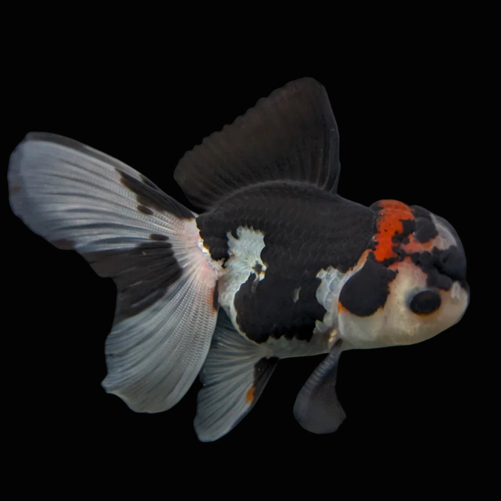 Thai Juvenile Oranda Tricolor 3.5"-4"in.  ID#731T1A-053