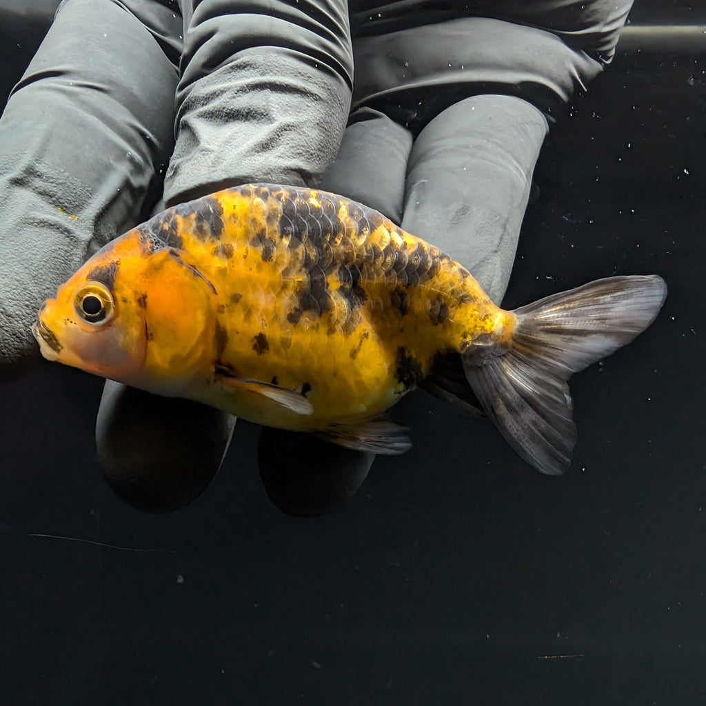 Ranchu Calico 2.5"-3" in. ID#717R4A-013