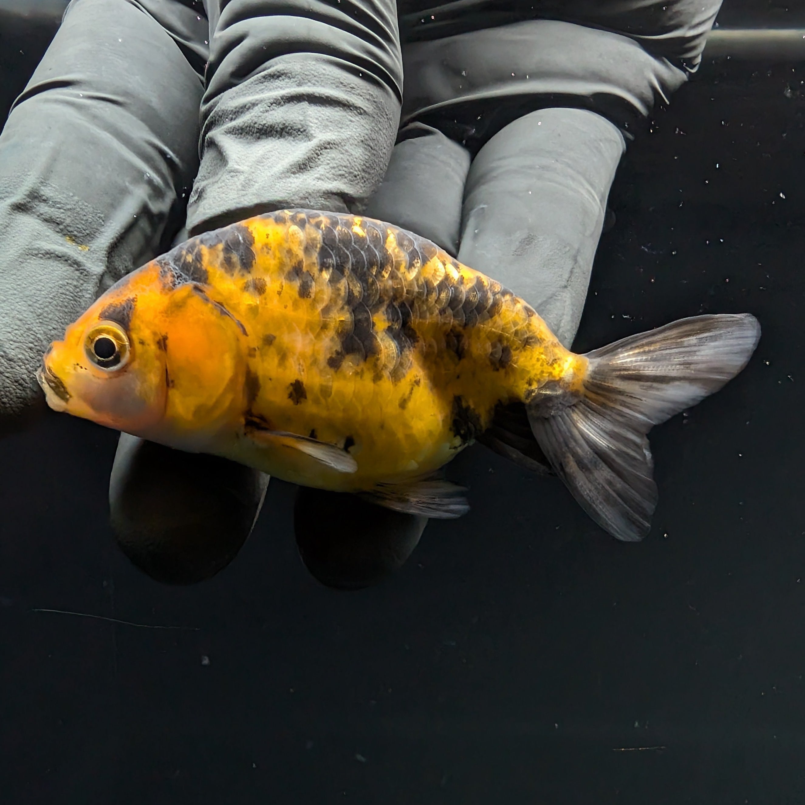 Ranchu Calico 2.5"-3" in. ID#717R4A-013