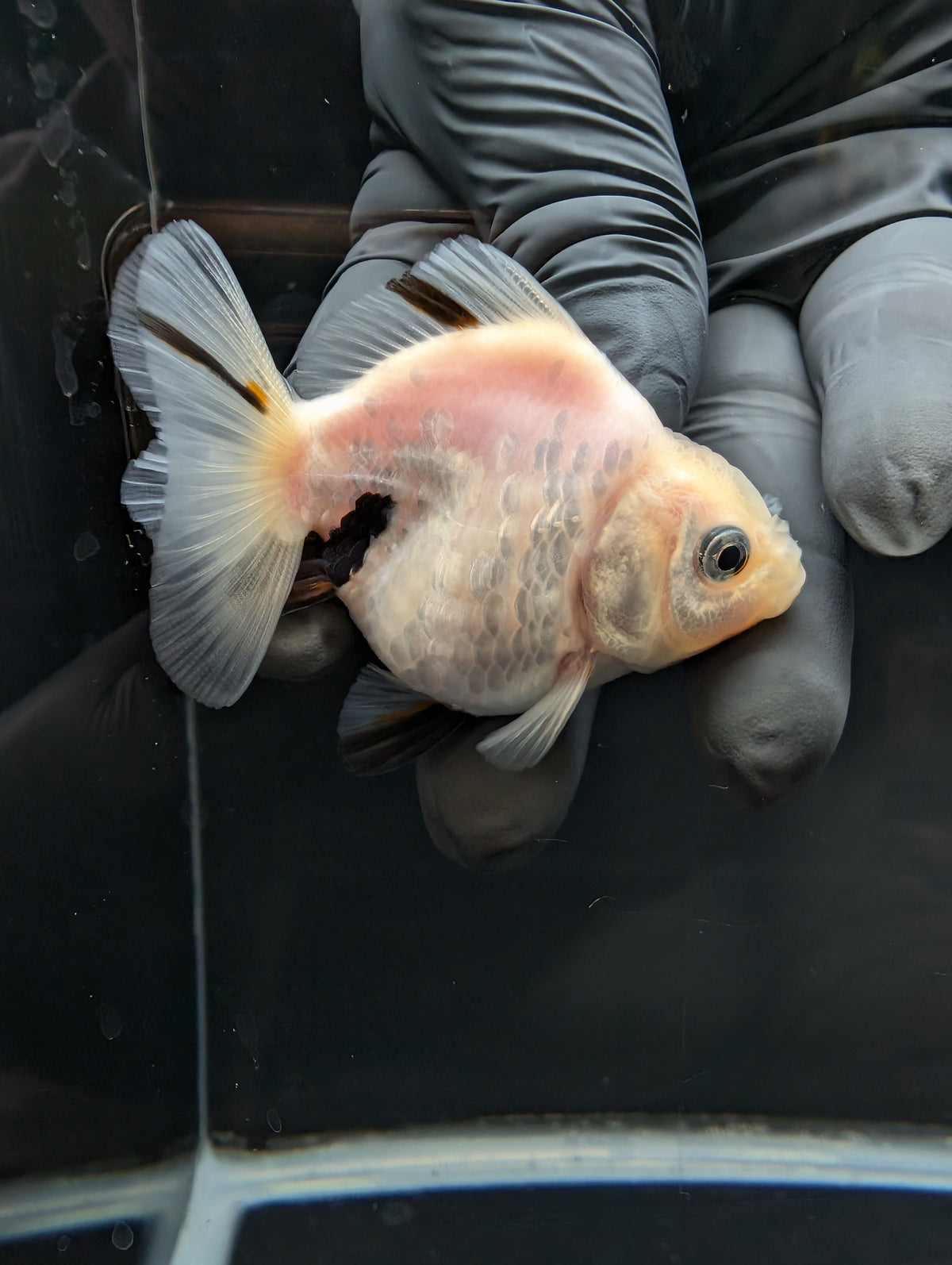 Baby Thai Shogun Oranda White Tiger 2"-2.5" in. ID#1023BSG11A-025