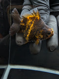 Baby Thai Shogun Oranda Tiger Calico 2"-2.5" in. ID#1023BSG11A-024