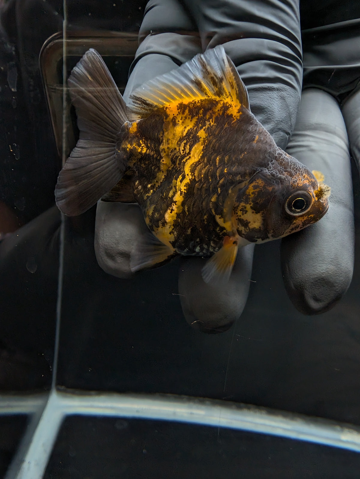 Baby Thai Shogun Oranda Tiger Calico 2"-2.5" in. ID#1023BSG11A-024