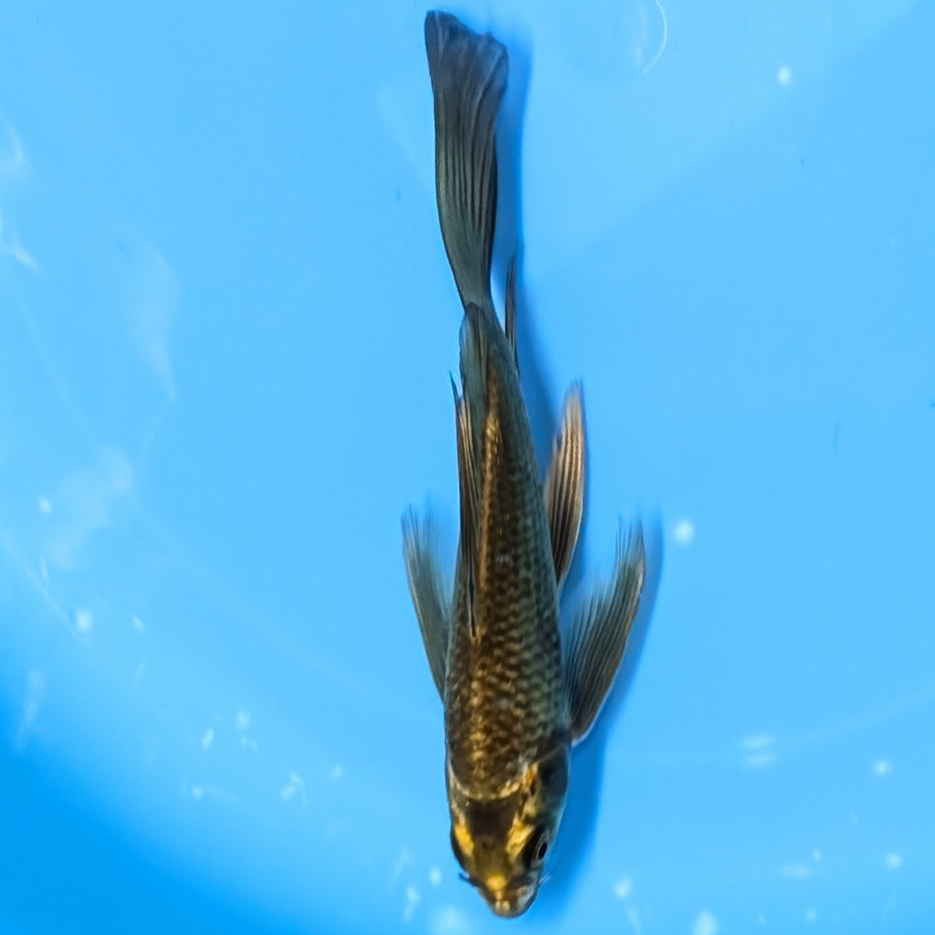 Matsuba Butterfly Koi  6"-7" in. ID#727BFK-010