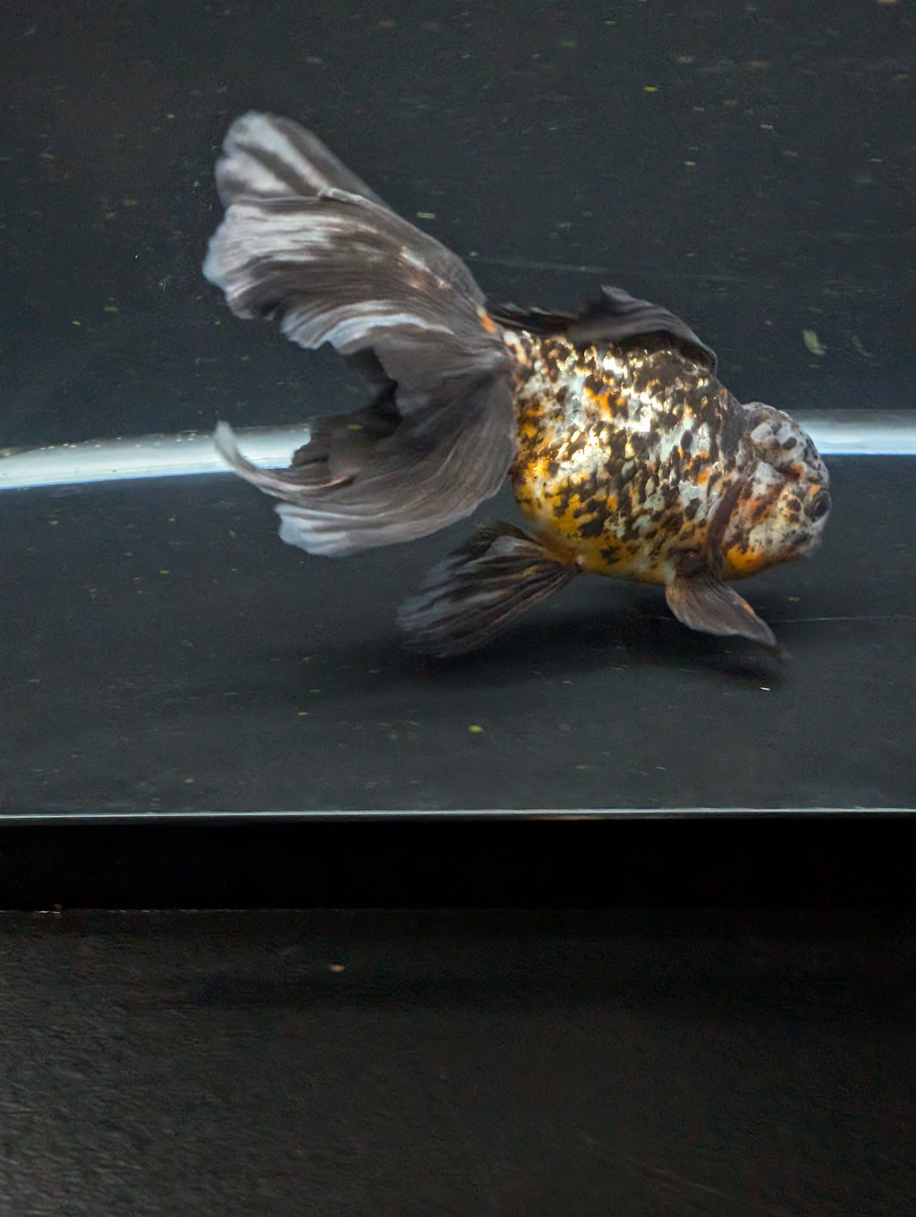 Calico Oranda 5.5"- 6"in. ID#821LB2A-64