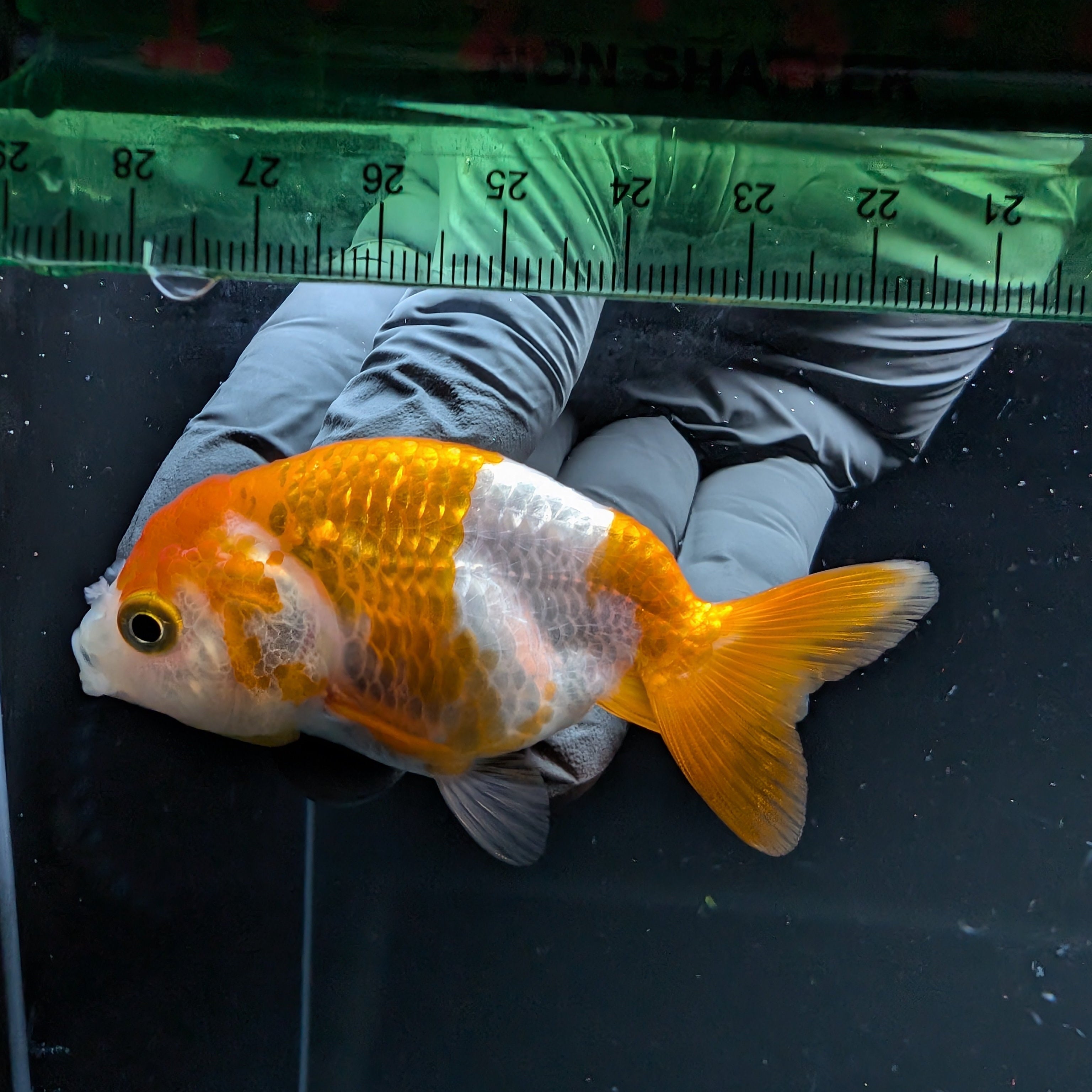 Ranchu Red White 2.5"-3" in. ID#724R4A-025