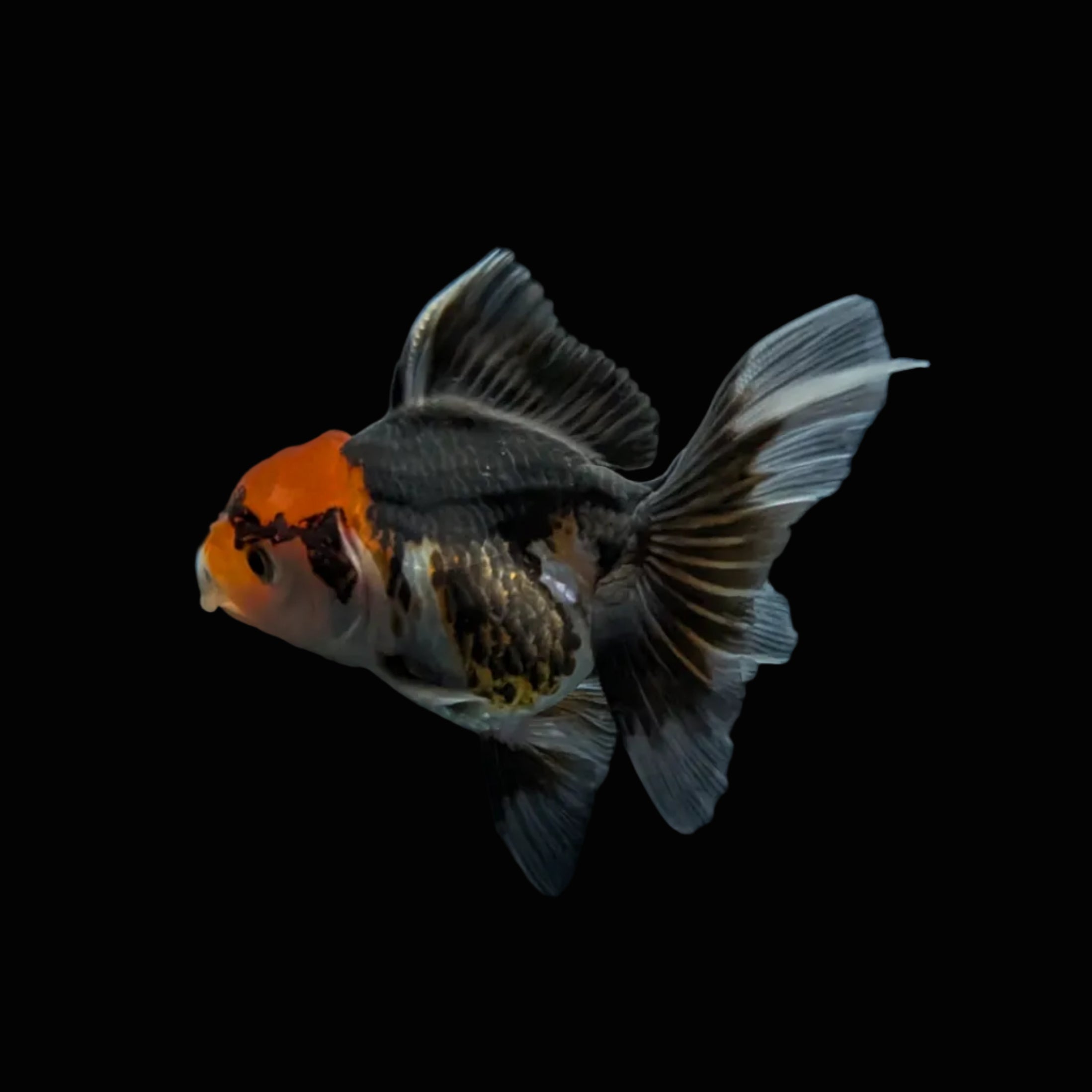 Juvenile Oranda Tricolor 3.5"-4" in.  ID#327T13b-033