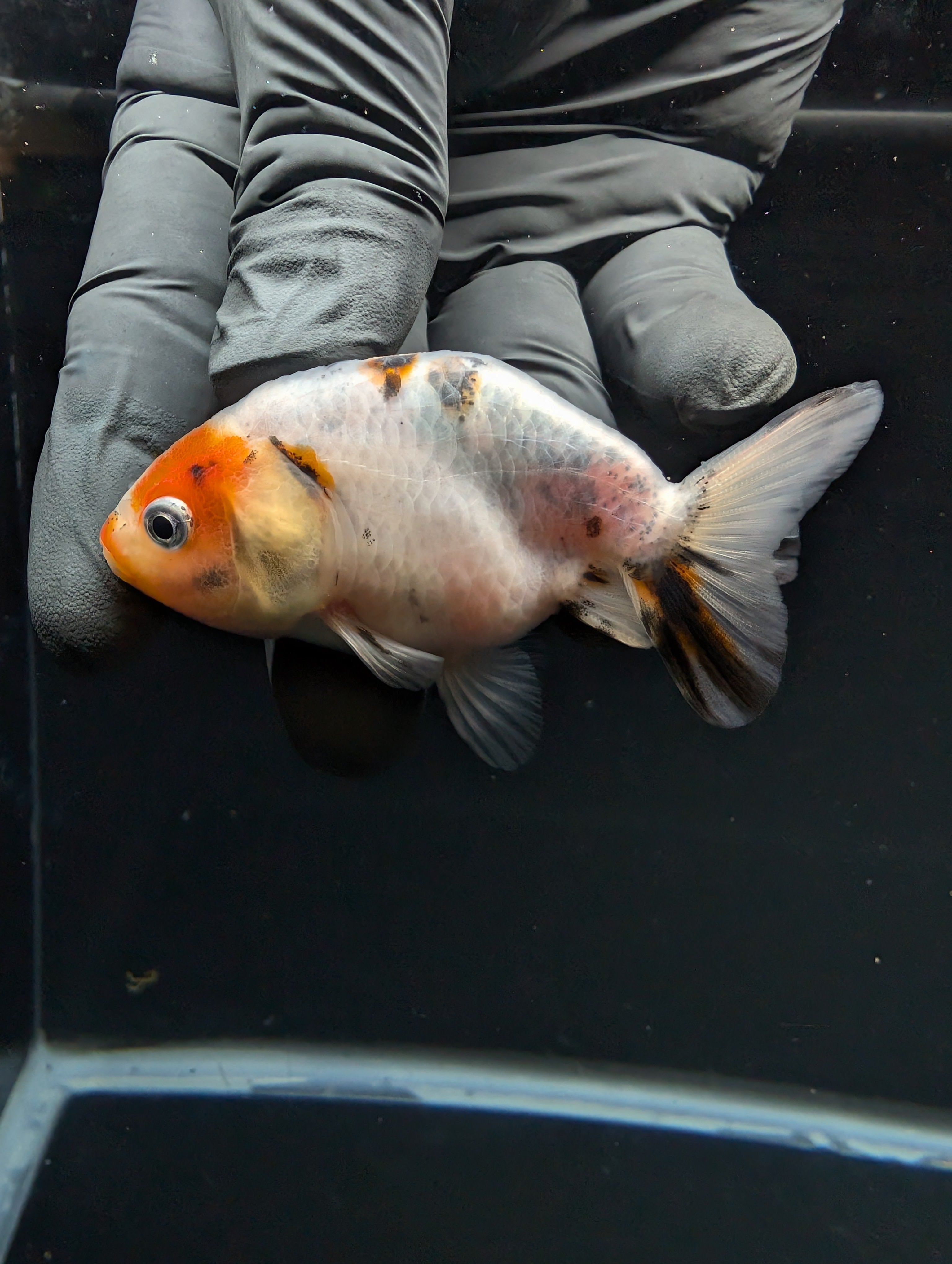 Ranchu Calico 2.5"-3" in. ID#717R4A-007