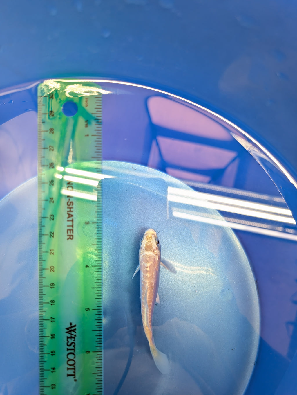 Doitsu Platinum Ogon Koi  4"in. ID#806BFK-018