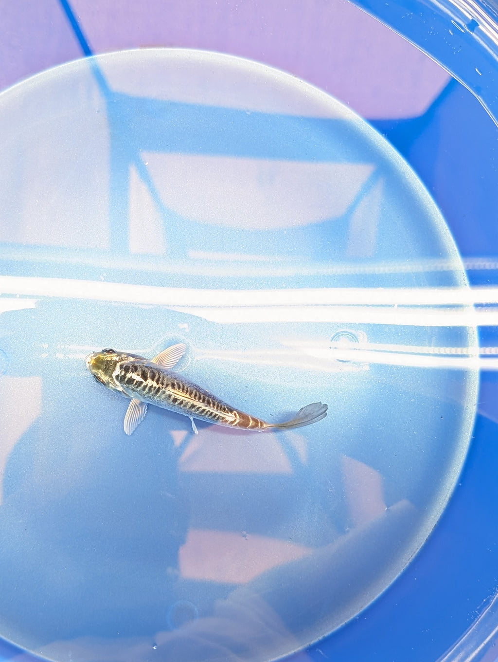 Doitsu Kikokuryu Koi  4"in. ID#806BFK-012