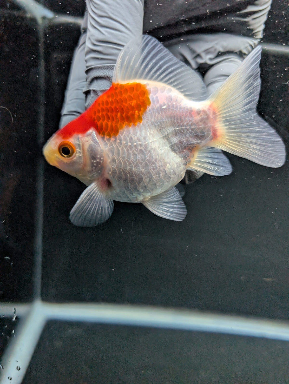 Tamasaba Red White 3"-3.5" in. ID#1009TM1B-007