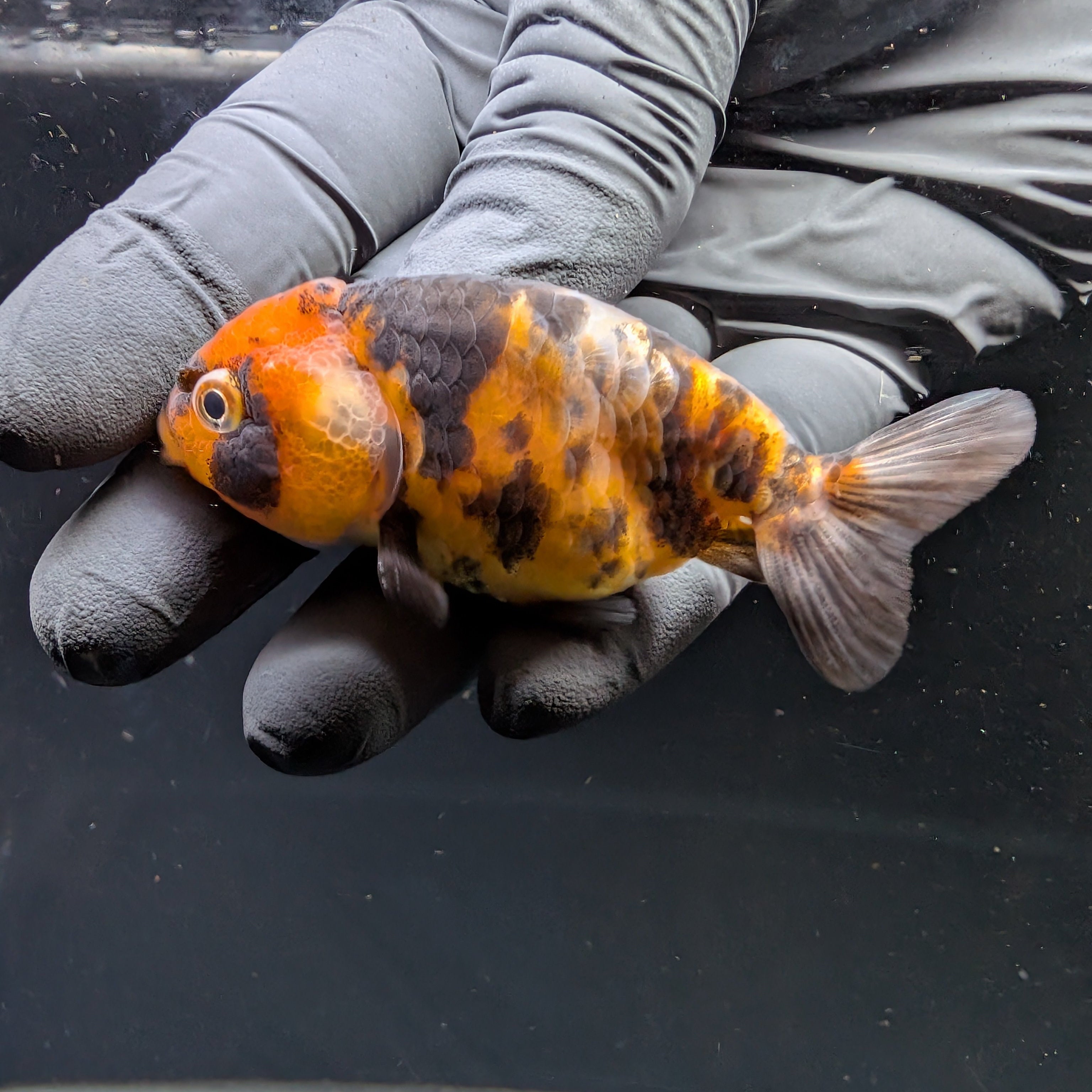 Ranchu Calico 3"-3.5" in. ID#522R4A-009