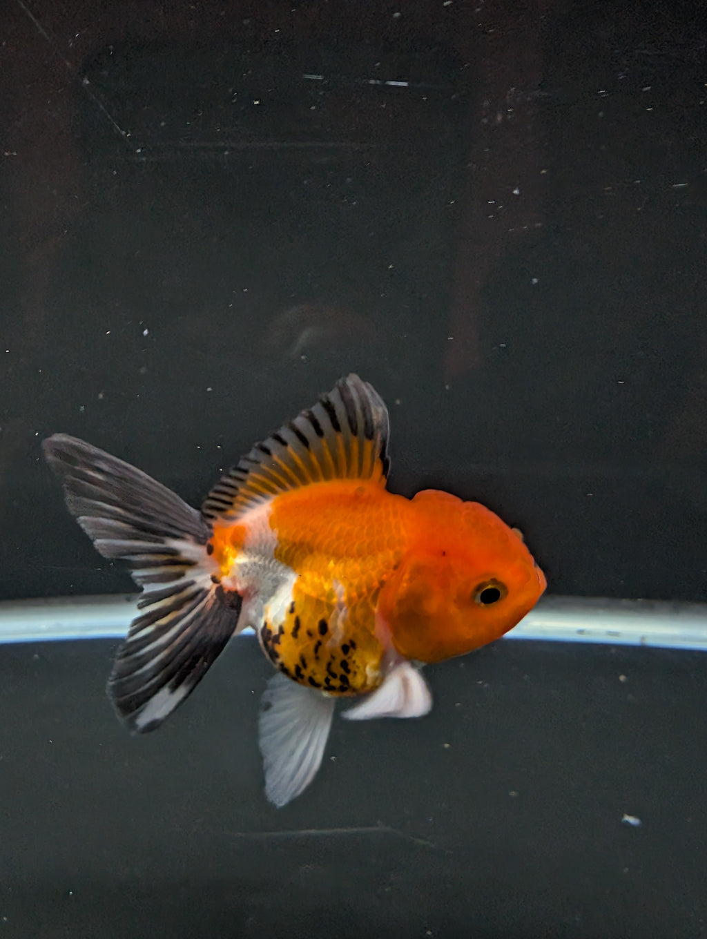 Juvenile Oranda Tricolor 3.5"-4" in.  ID#501T2A-003