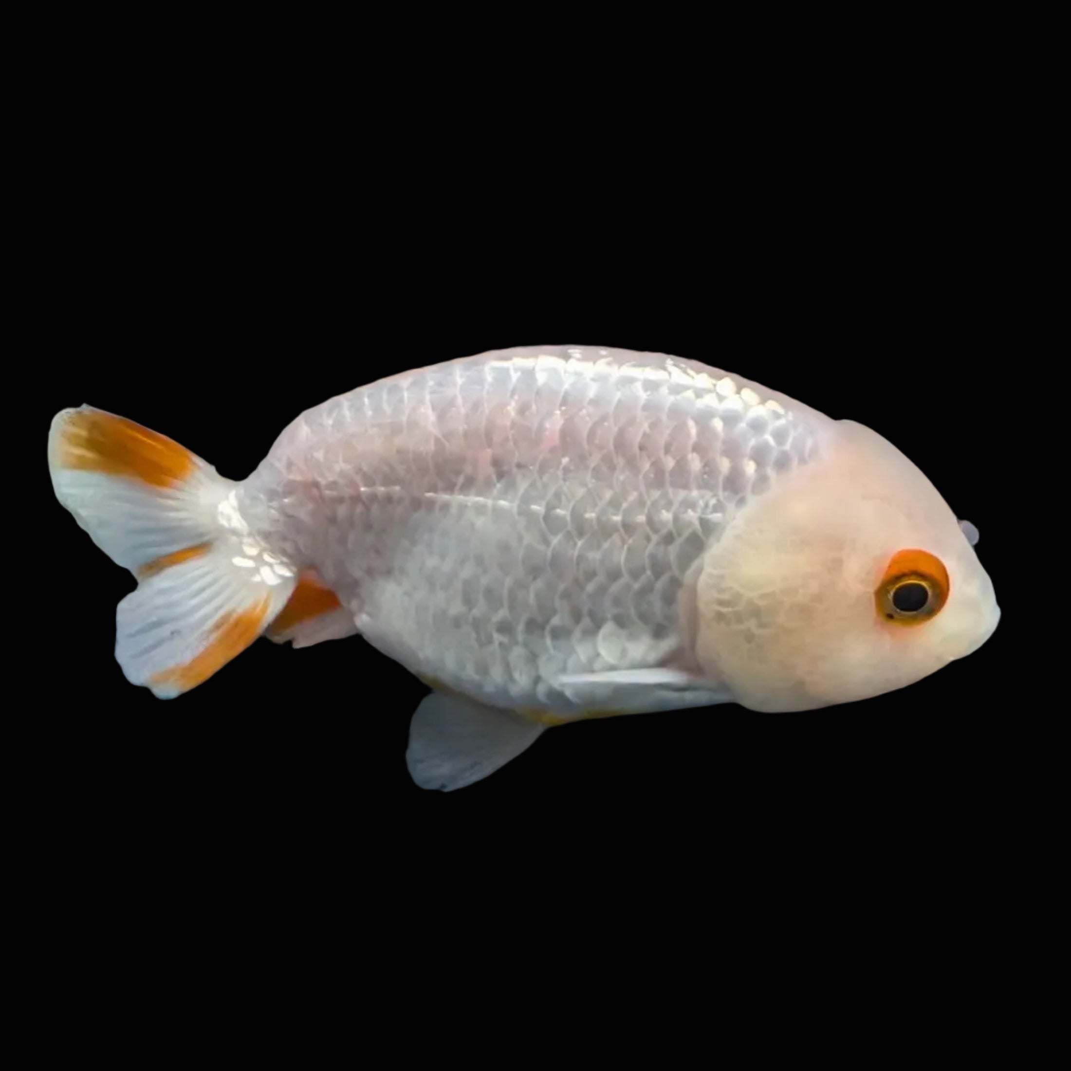 Ranchu Red White 3.5"-4"in. ID#821R4A-052
